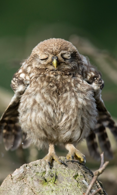 Download mobile wallpaper Birds, Owl, Animal, Cute, Owlet for free.