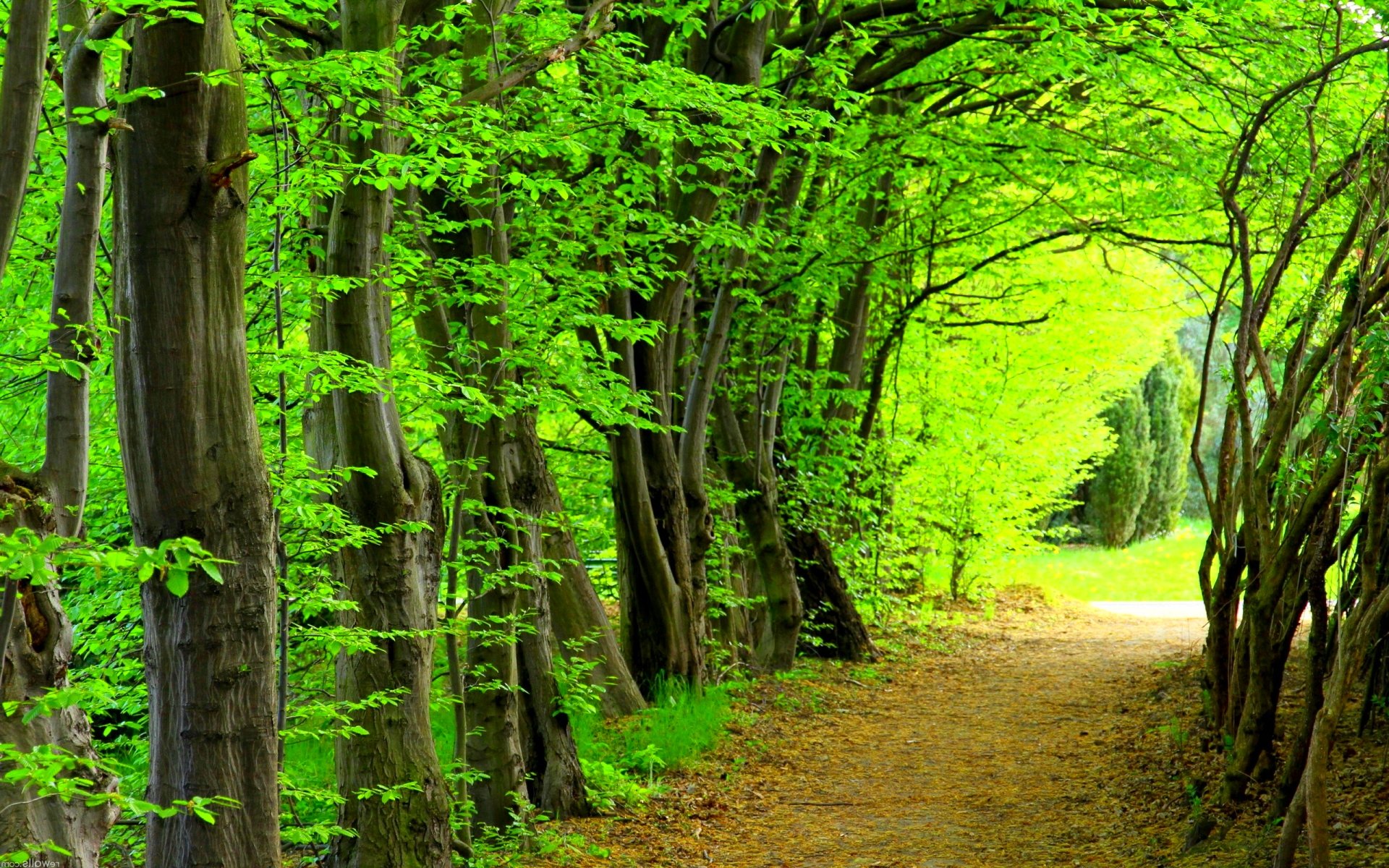 Скачать обои бесплатно Лес, Дерево, Зеленый, Дорожка, Земля/природа картинка на рабочий стол ПК