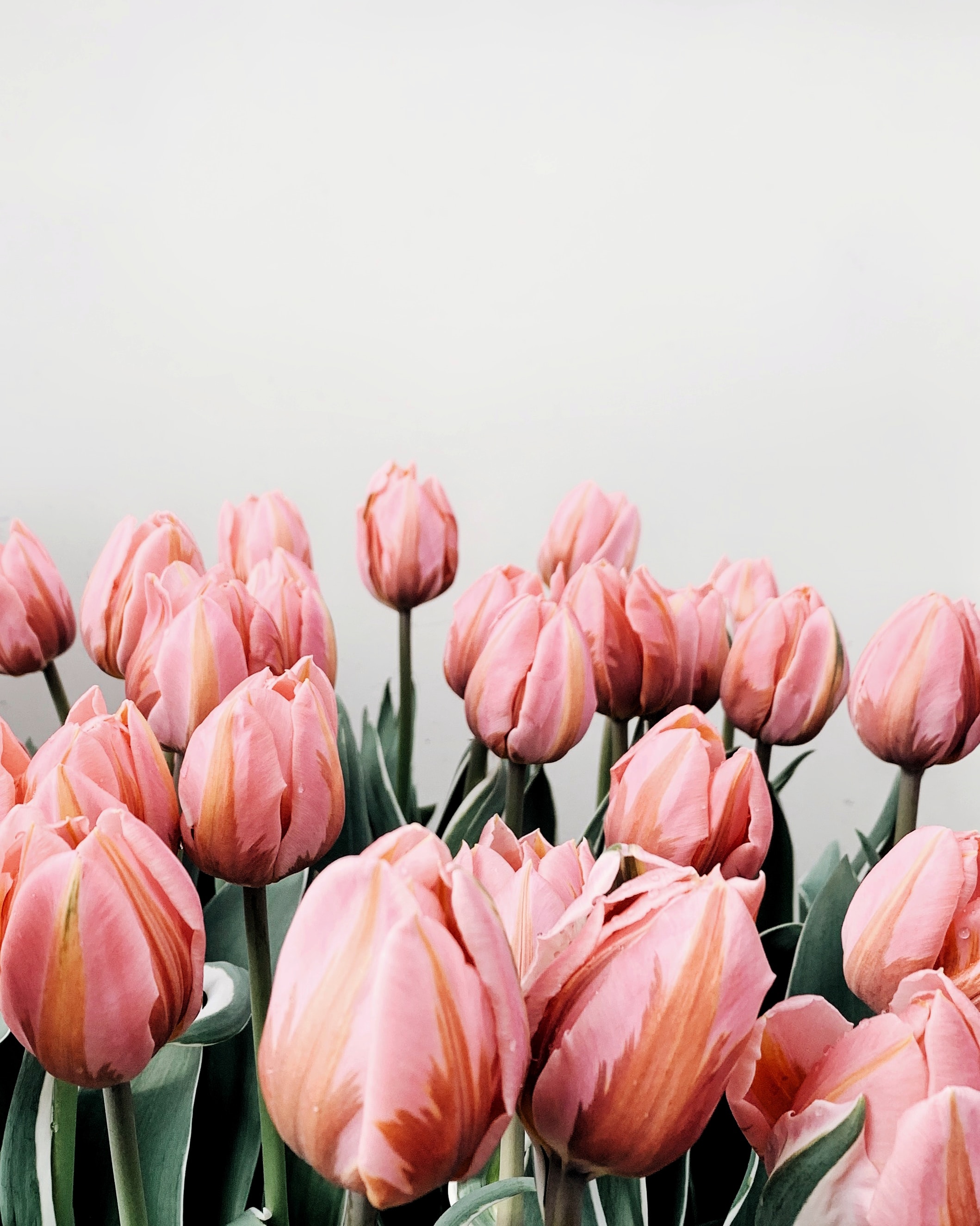 108584 скачать картинку тюльпаны, цветы, розовый, цветение - обои и заставки бесплатно