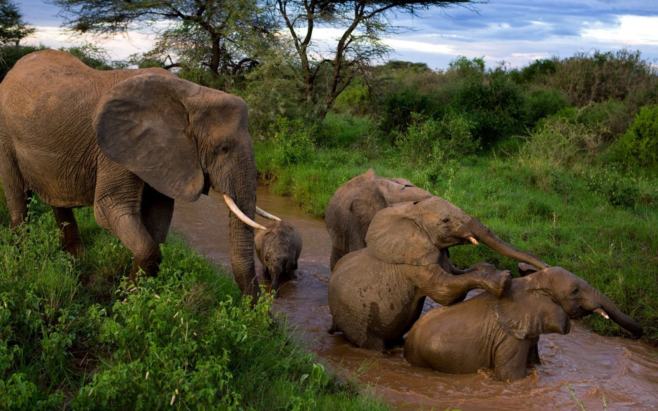 96077 скачать картинку слоны, животные, забота, грязь, детеныши, купание, мать - обои и заставки бесплатно