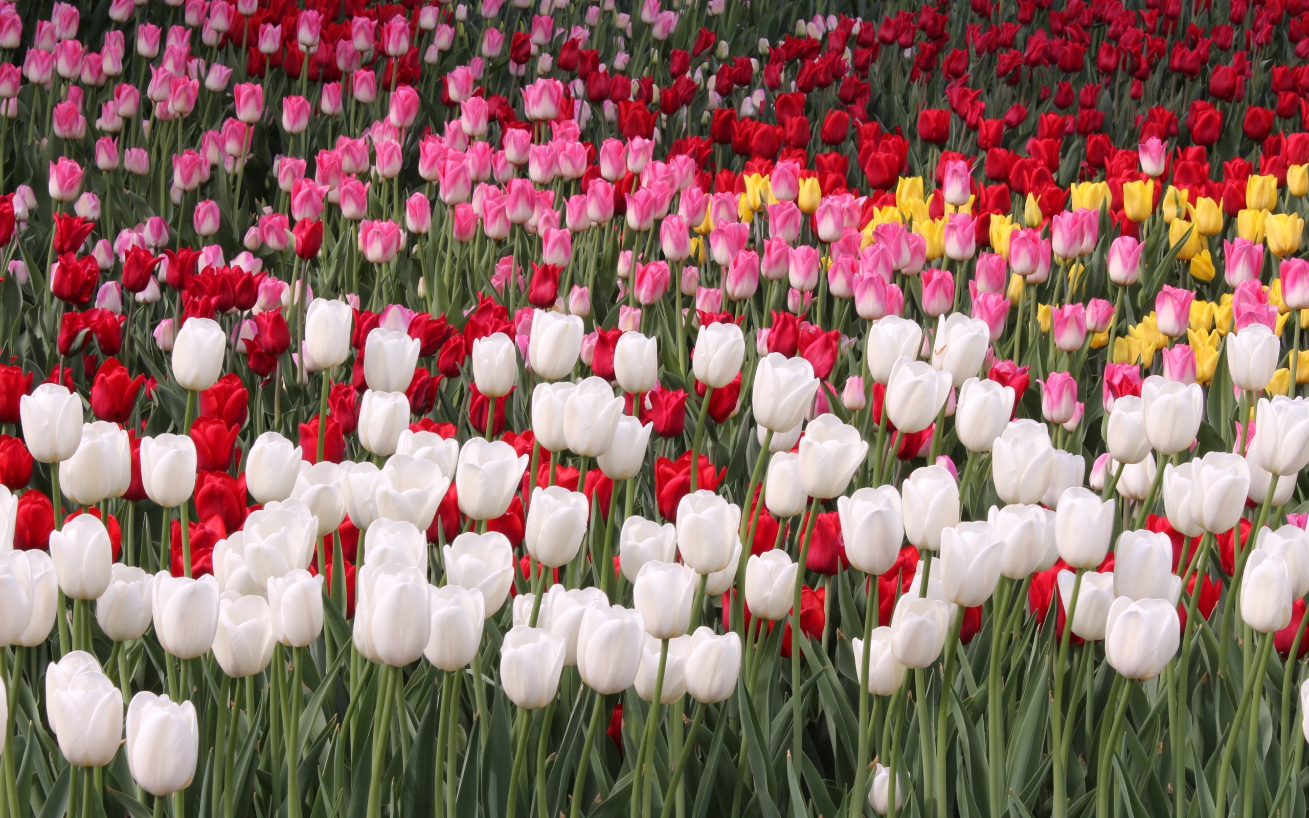 24454 Bild herunterladen pflanzen, blumen, tulpen - Hintergrundbilder und Bildschirmschoner kostenlos