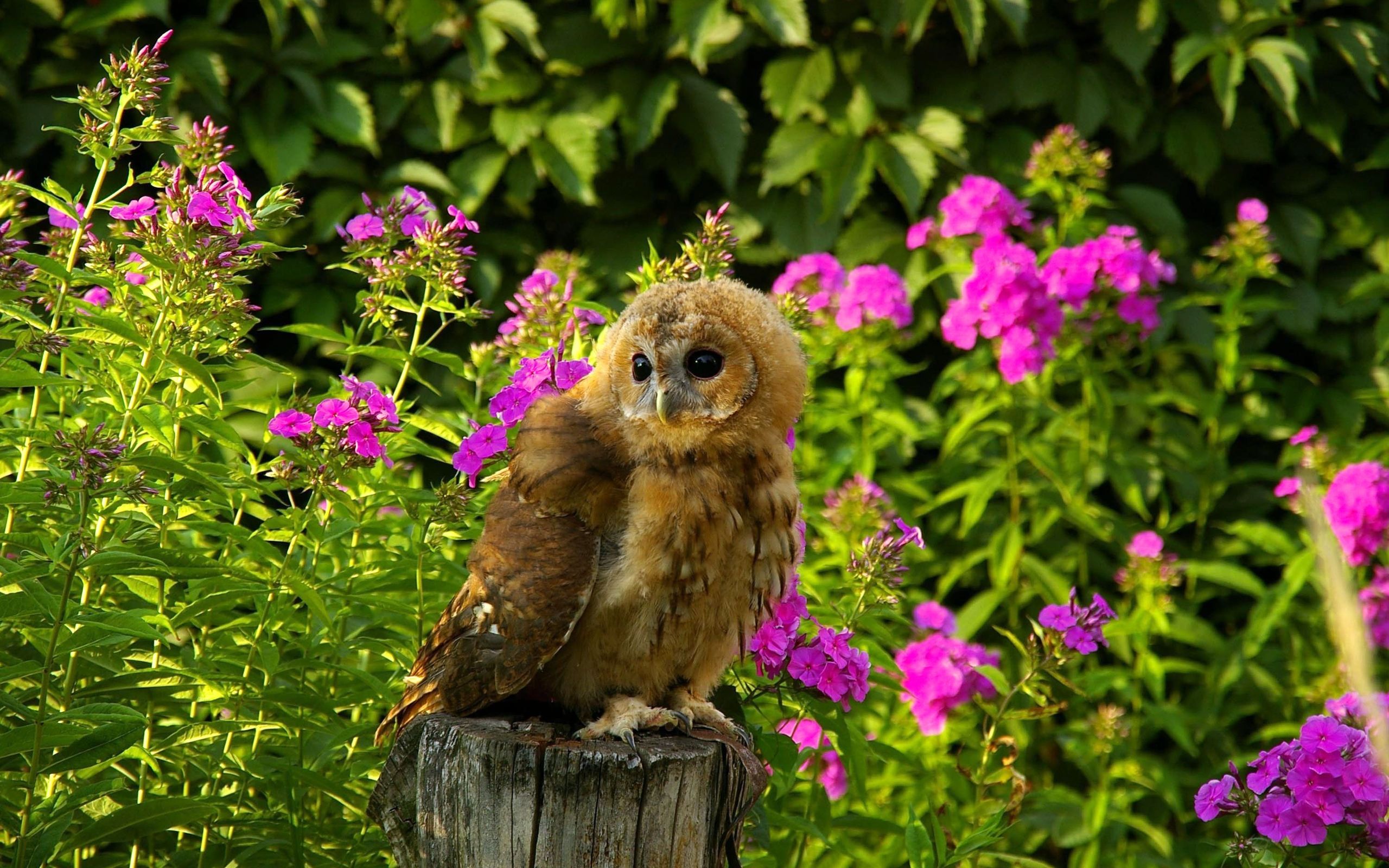 Download mobile wallpaper Birds, Owl, Animal for free.