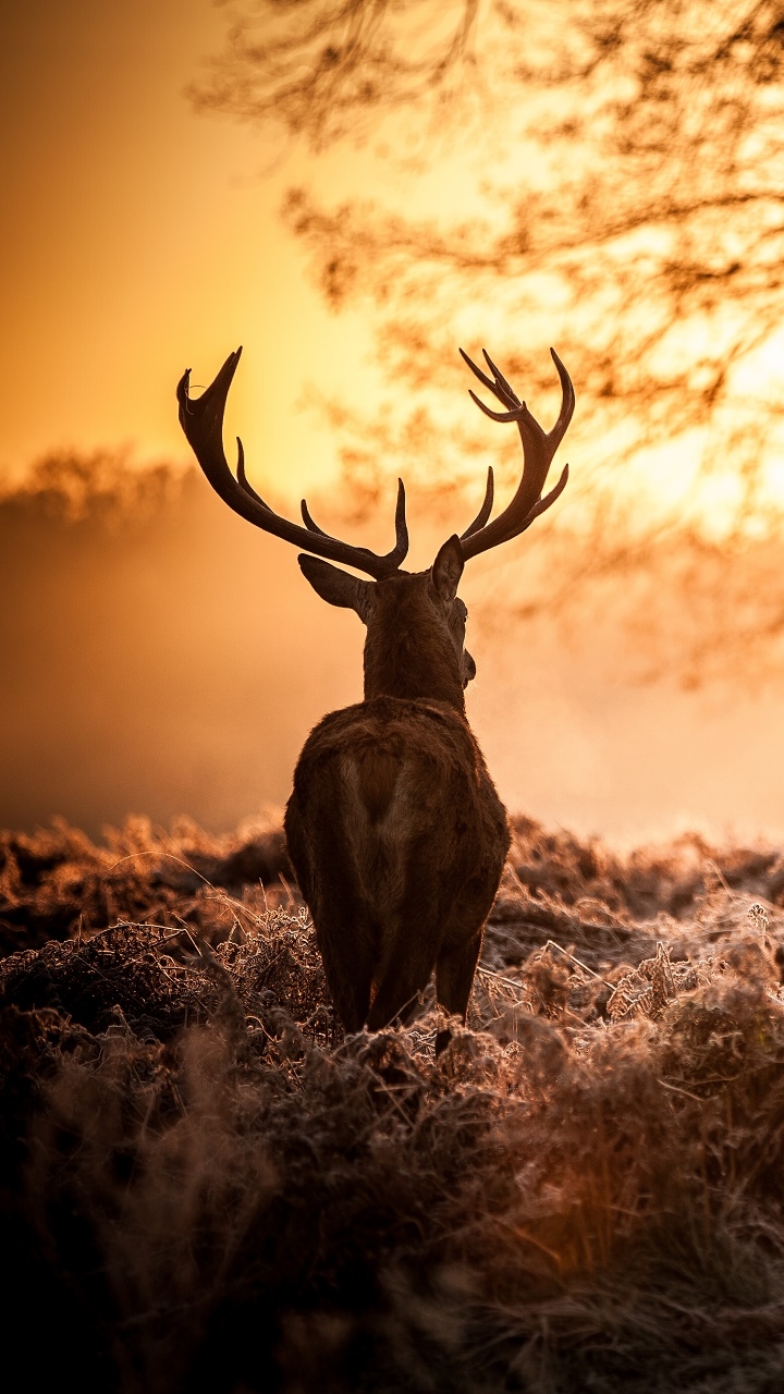 Handy-Wallpaper Tiere, Hirsch kostenlos herunterladen.