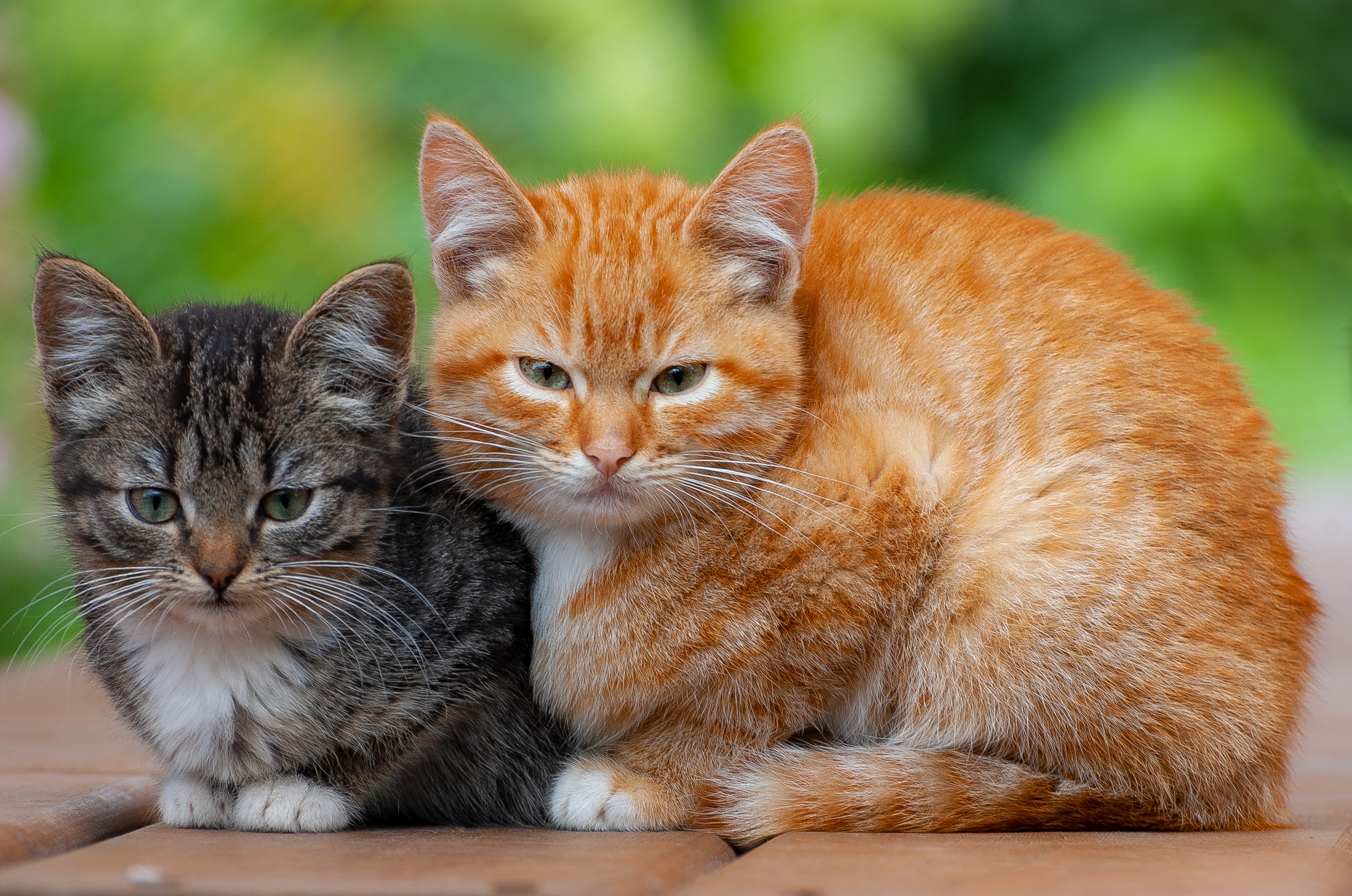 Téléchargez gratuitement l'image Animaux, Chats, Chat, Chaton, Bébé Animal sur le bureau de votre PC