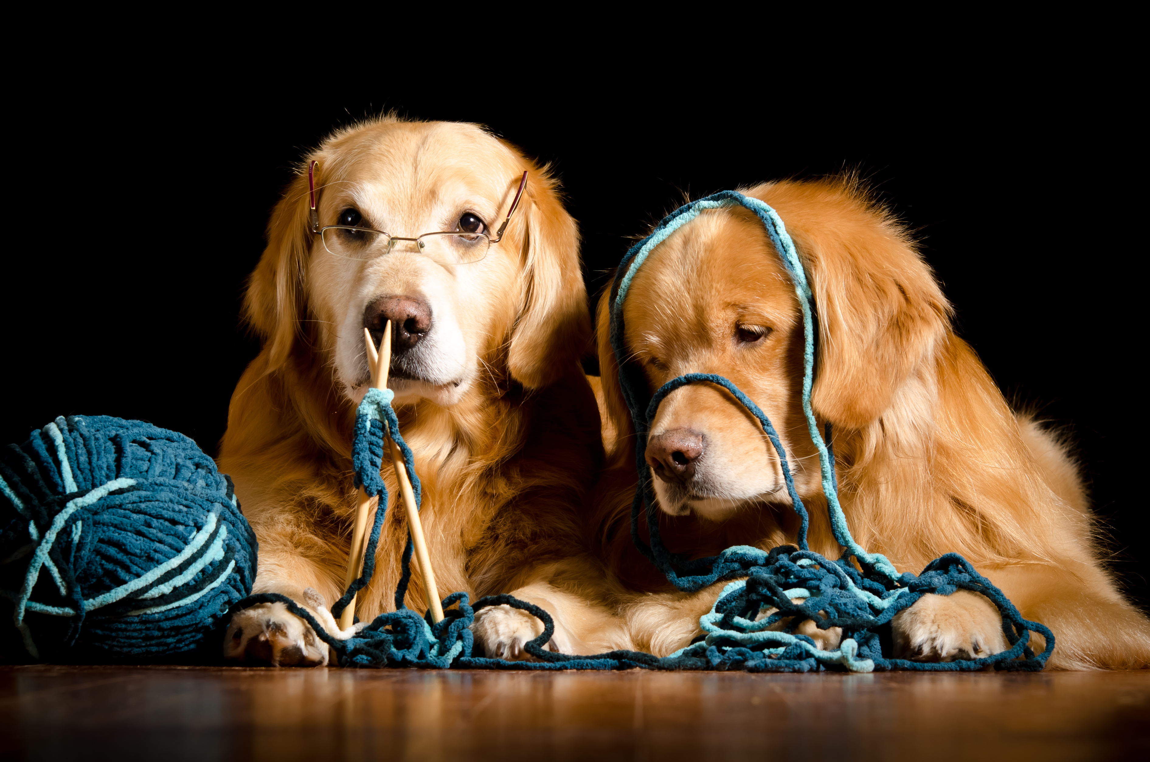 Laden Sie das Tiere, Hunde, Hund, Golden Retriever, Brille-Bild kostenlos auf Ihren PC-Desktop herunter