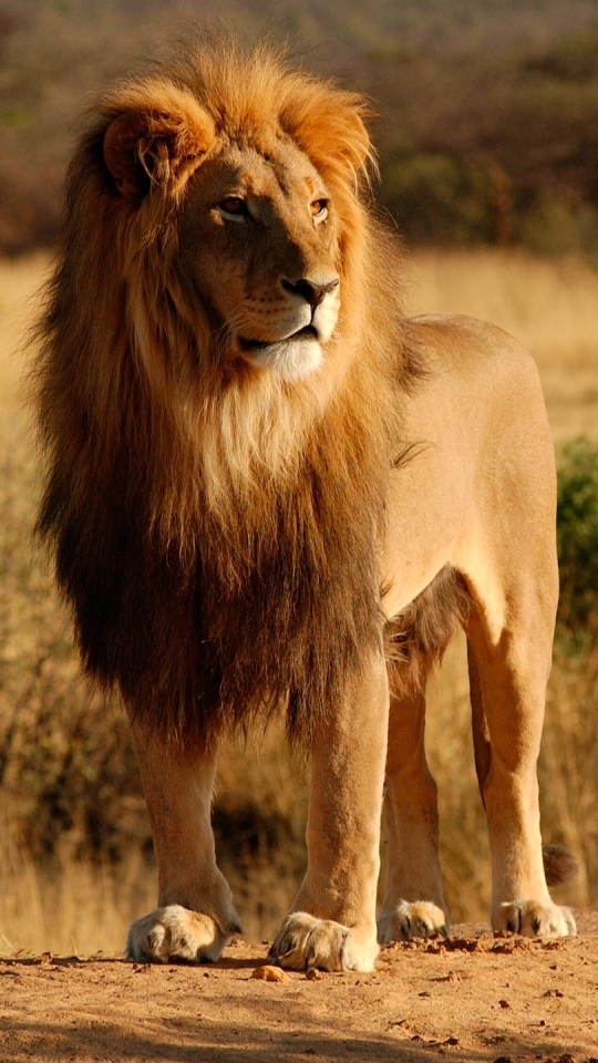 Download mobile wallpaper Lion, Cats, Animal for free.