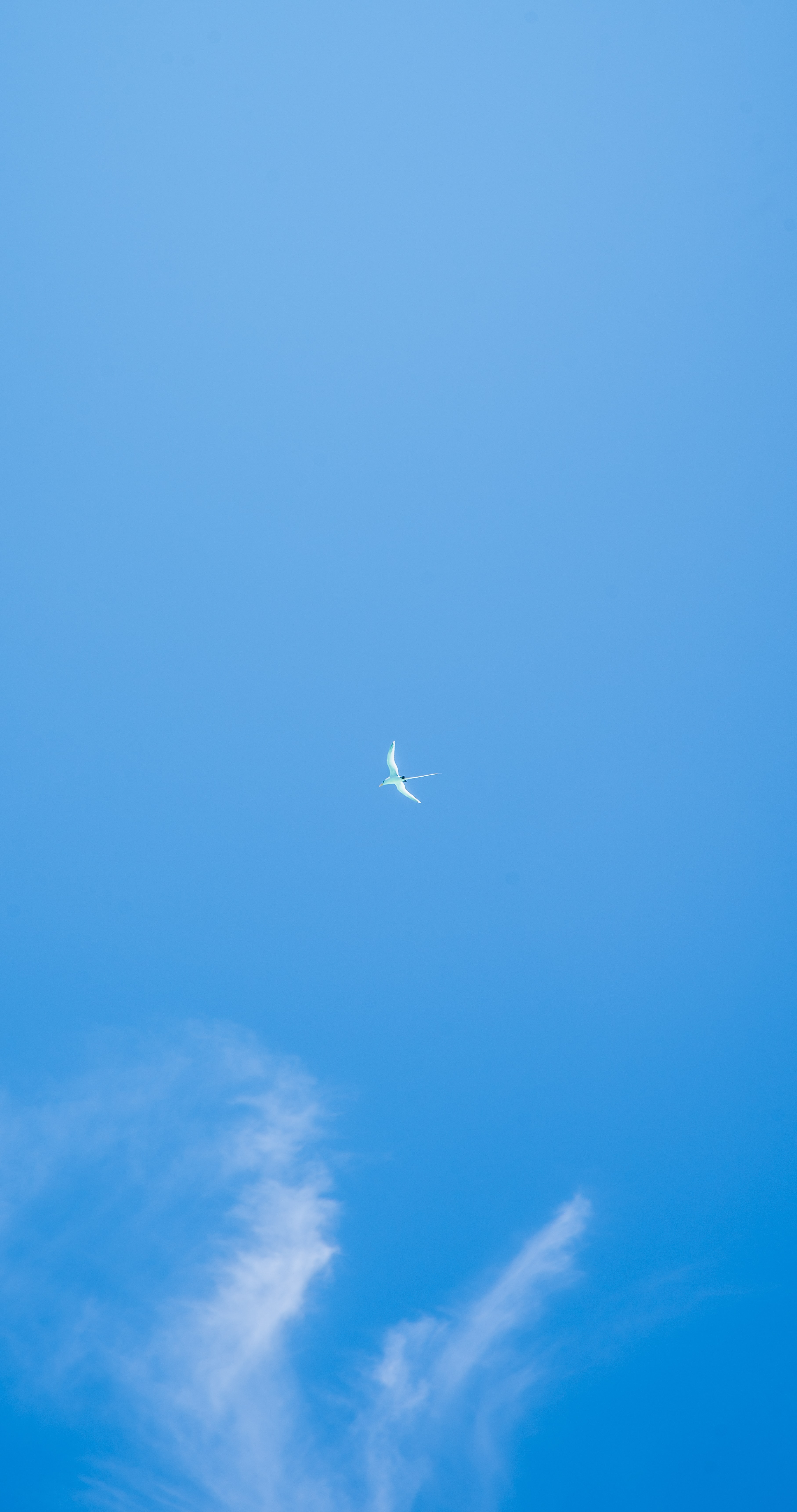 sky, minimalism, flight, gull, seagull, wings Image for desktop