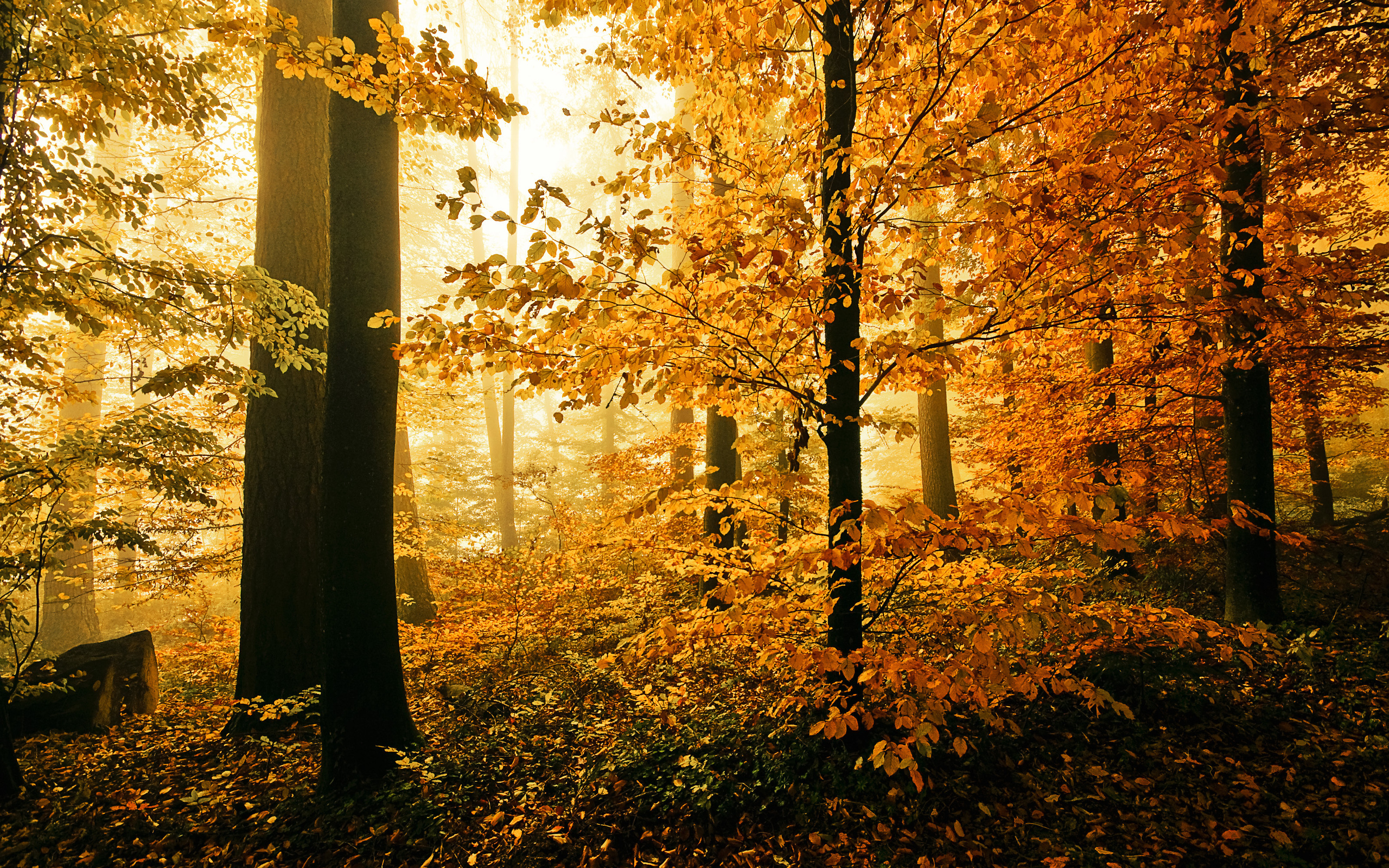 Téléchargez gratuitement l'image Automne, Terre/nature sur le bureau de votre PC