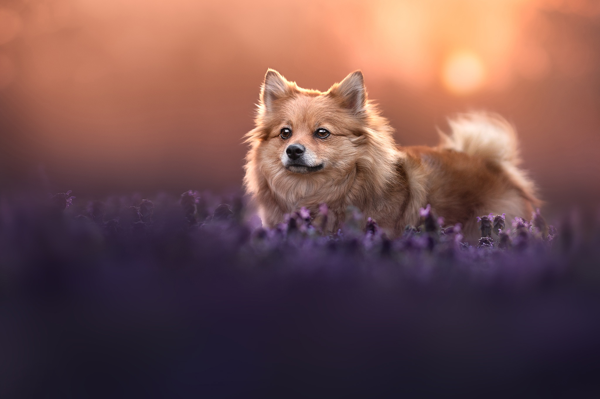 Download mobile wallpaper Dogs, Animal, Spitz for free.