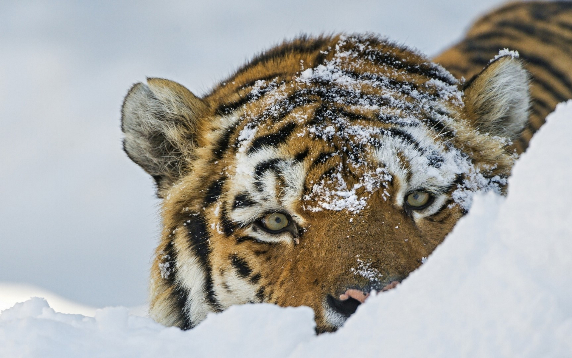 Baixe gratuitamente a imagem Animais, Gatos, Tigre na área de trabalho do seu PC