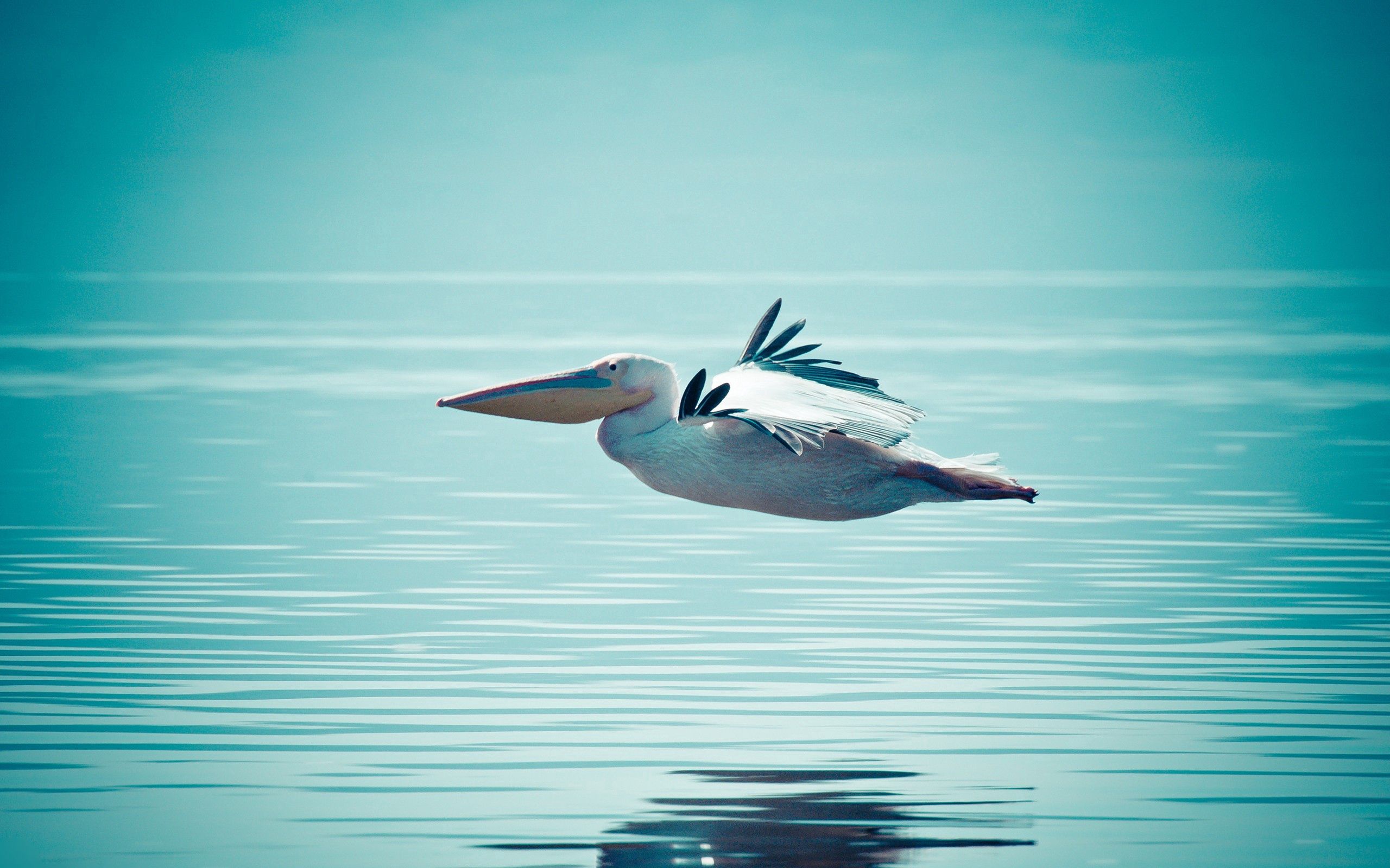 111674 скачать обои пеликан, животные, вода, плавание, полет - заставки и картинки бесплатно