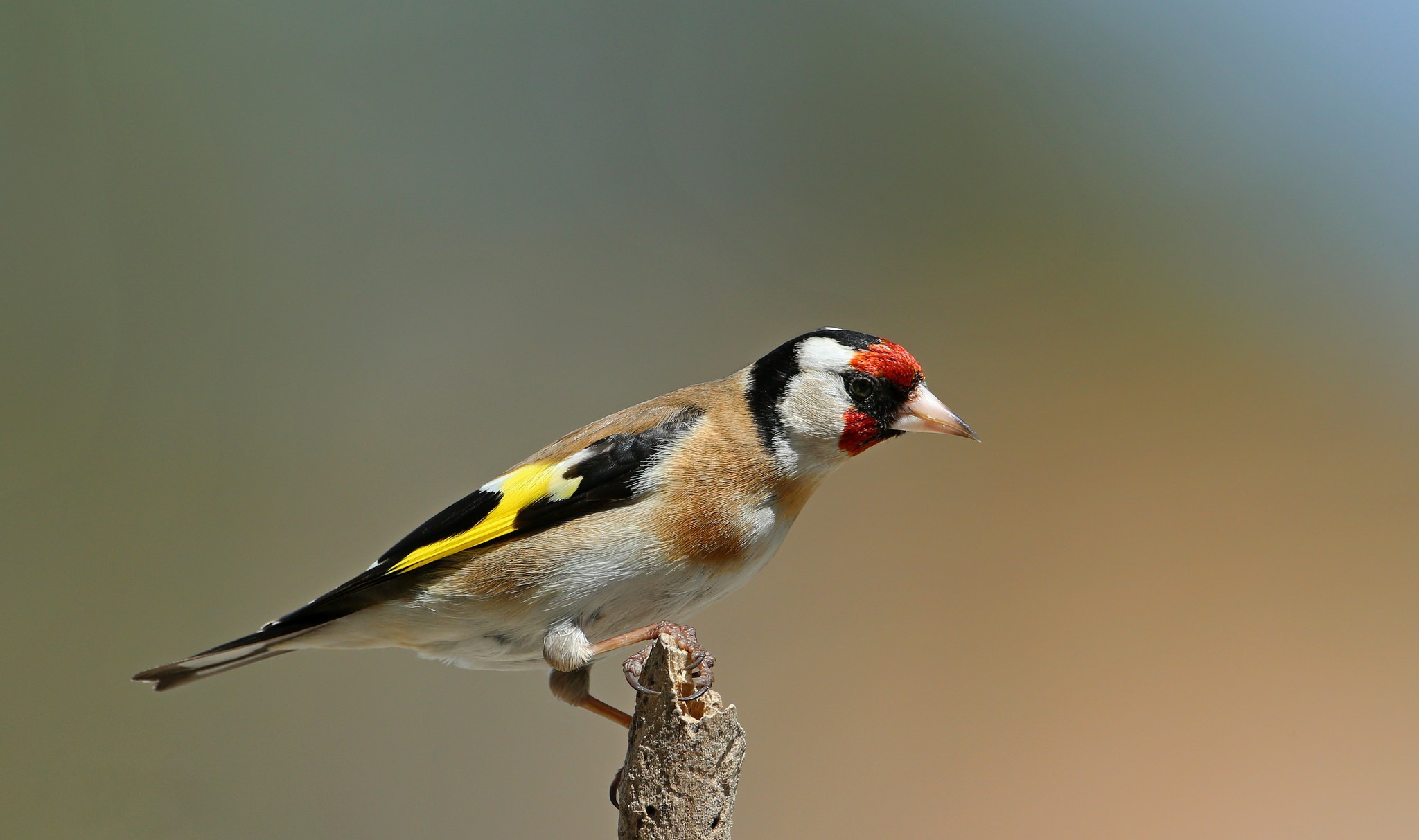Free HD animal, goldfinch, bird, birds
