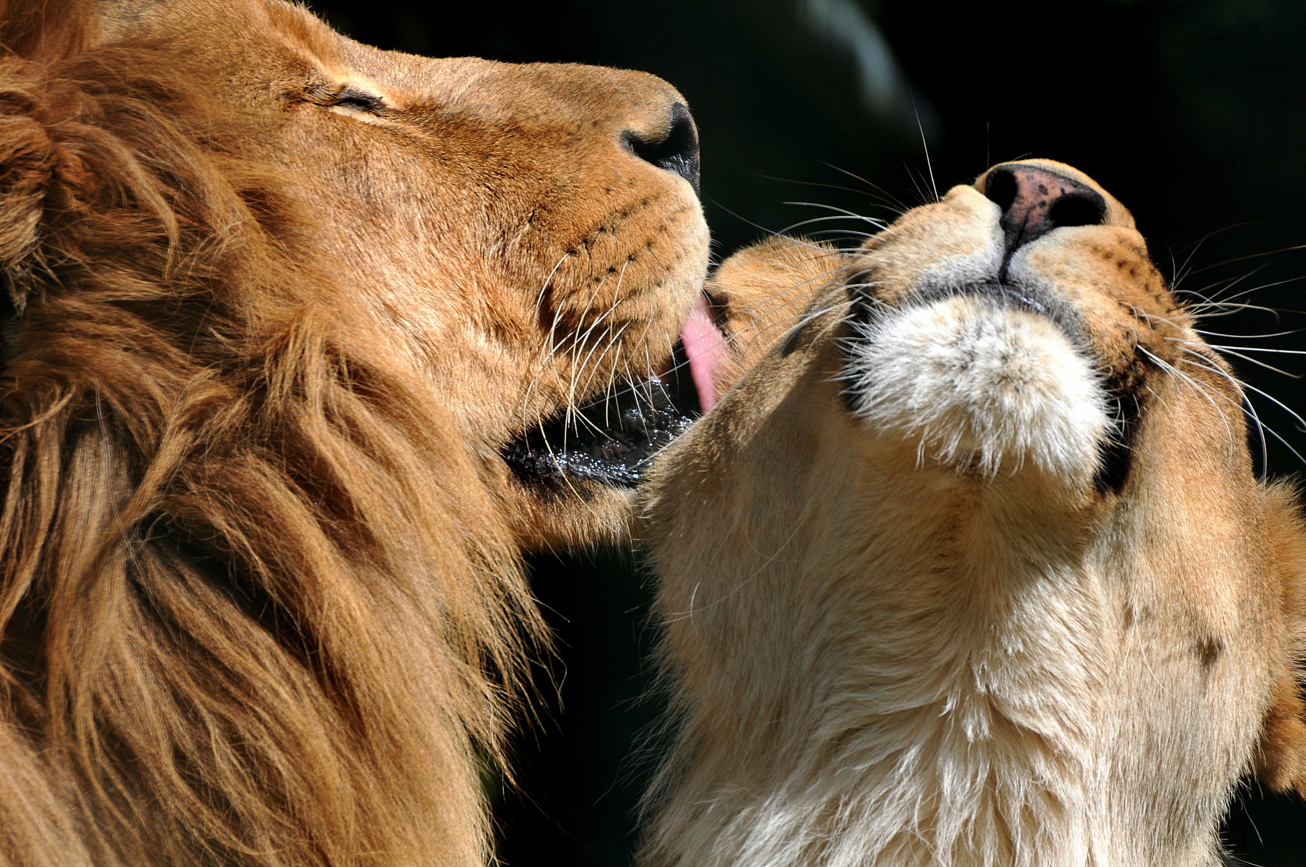 PCデスクトップに動物, ライオン, 猫, 愛する画像を無料でダウンロード