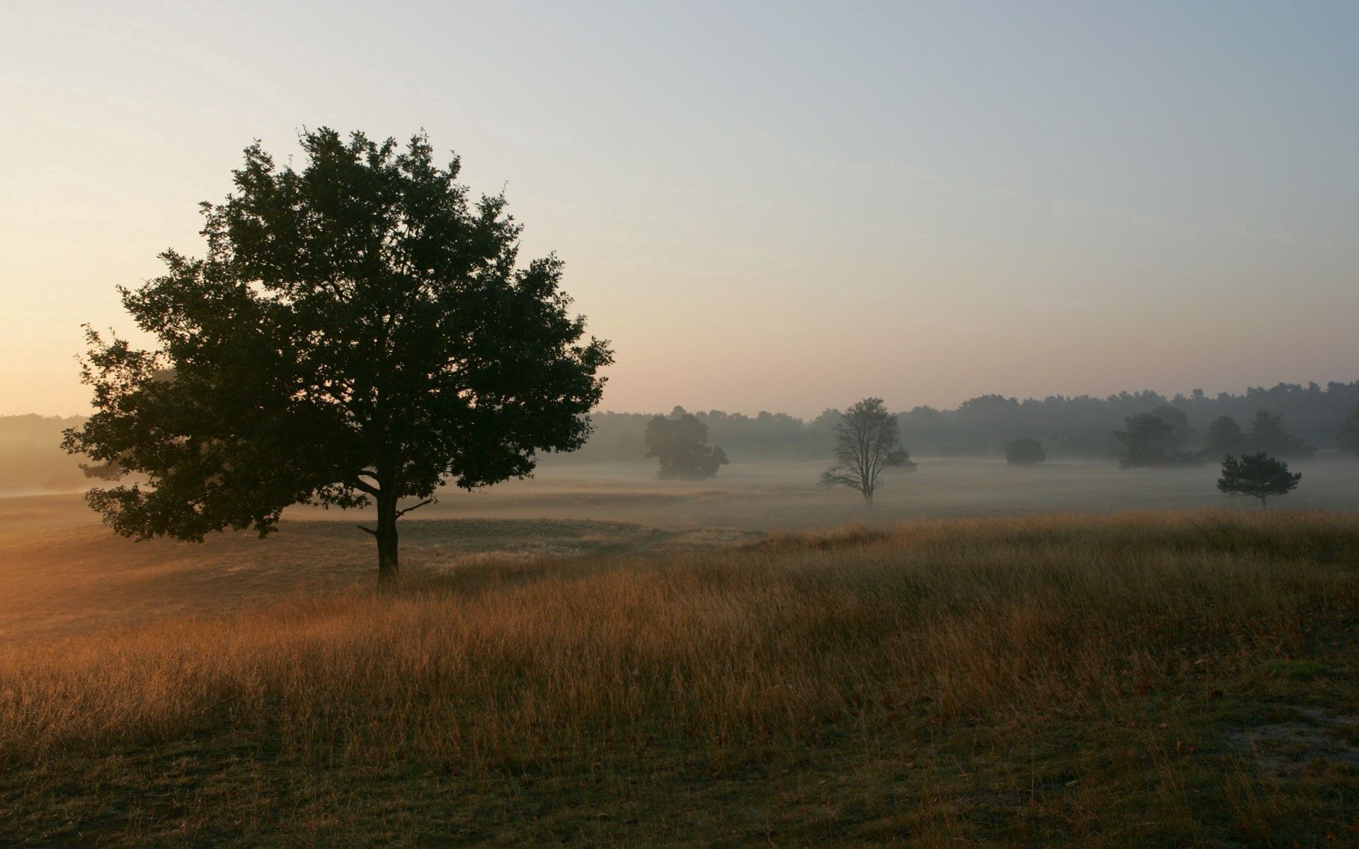 freshness, nature, trees, grass, fog, field, morning Full HD