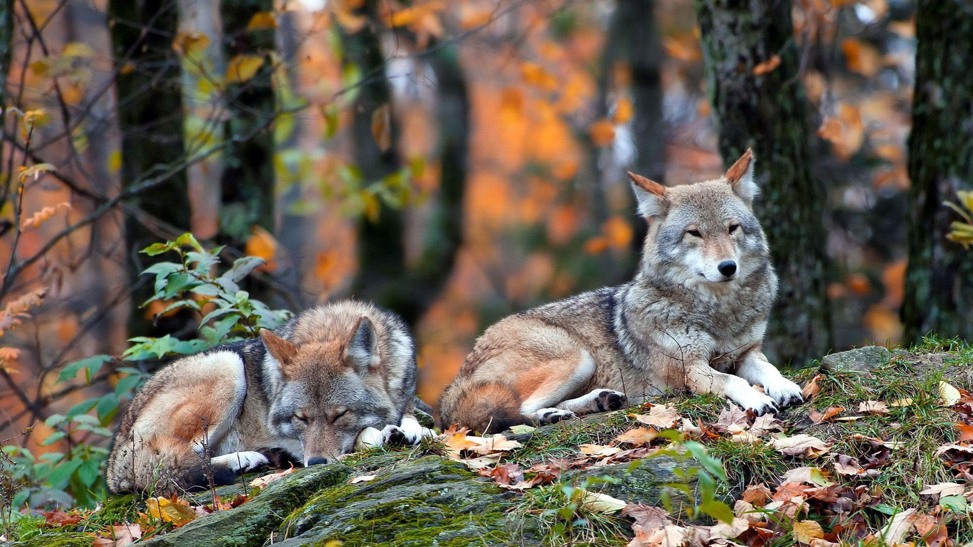 無料モバイル壁紙動物, 秋, 狼, 休憩中をダウンロードします。
