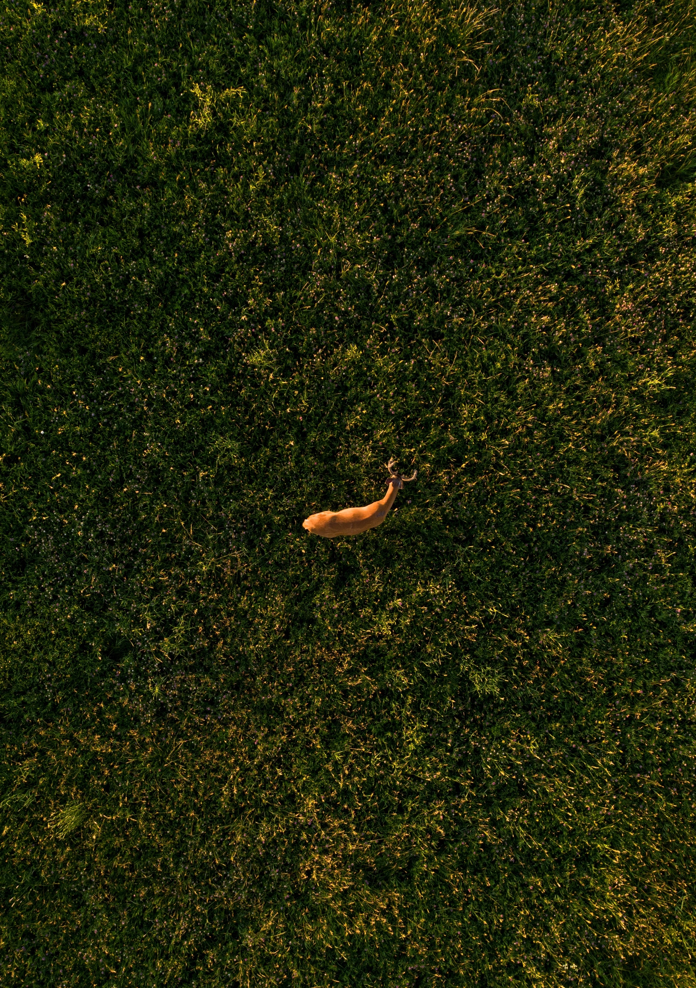 Free download wallpaper Animals, Grass, View From Above, Wildlife, Animal, Deer on your PC desktop