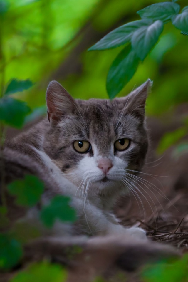 Скачати мобільні шпалери Кішка, Тварина, Коти безкоштовно.