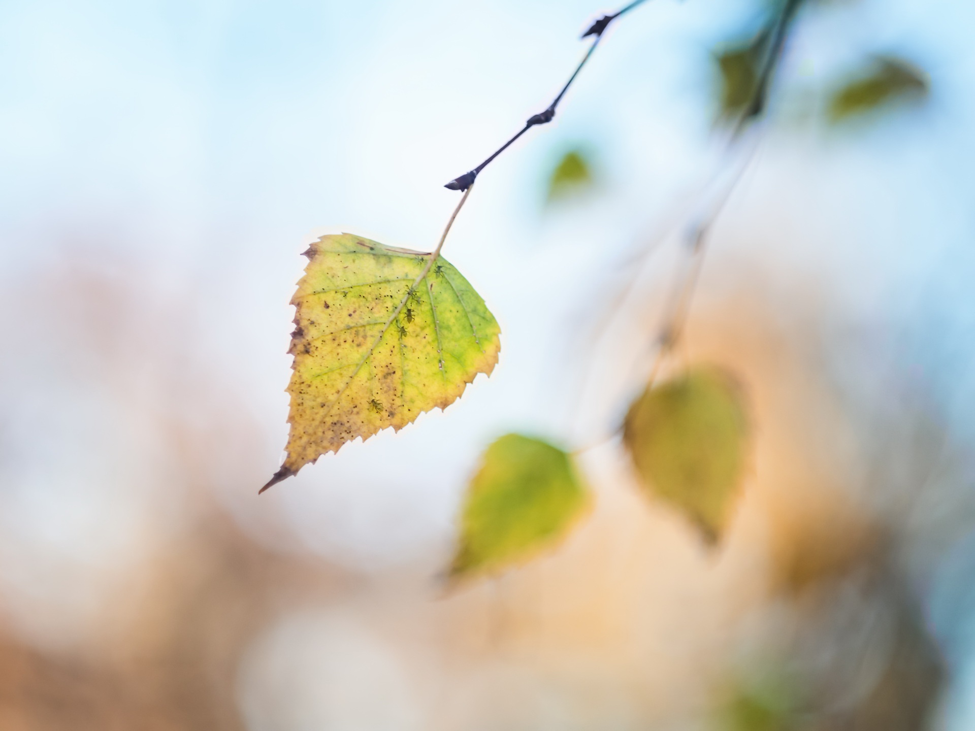 Download mobile wallpaper Nature, Macro, Blur, Leaf, Earth for free.