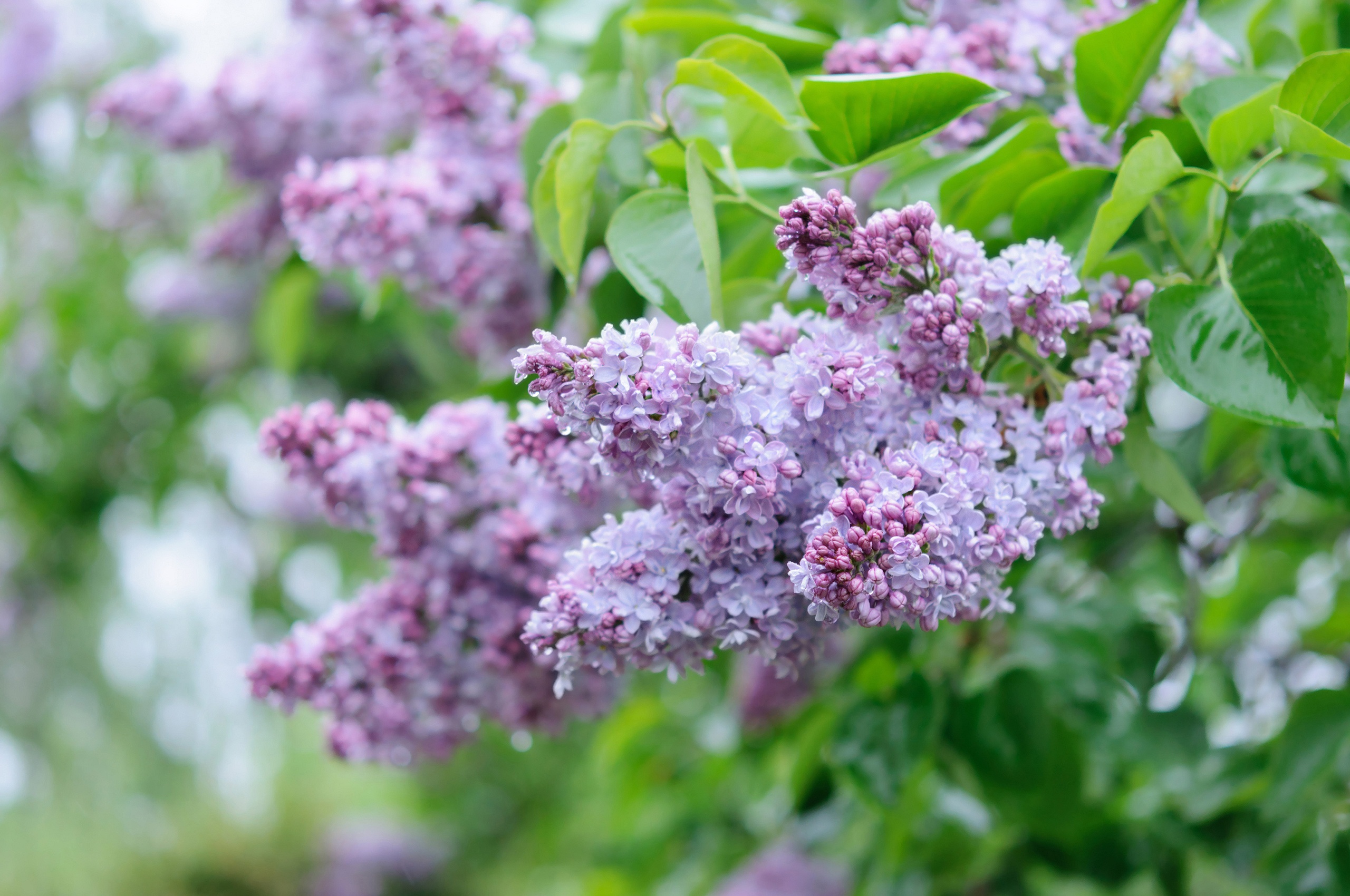 Free download wallpaper Nature, Flowers, Lilac, Flower, Earth, Pink Flower on your PC desktop