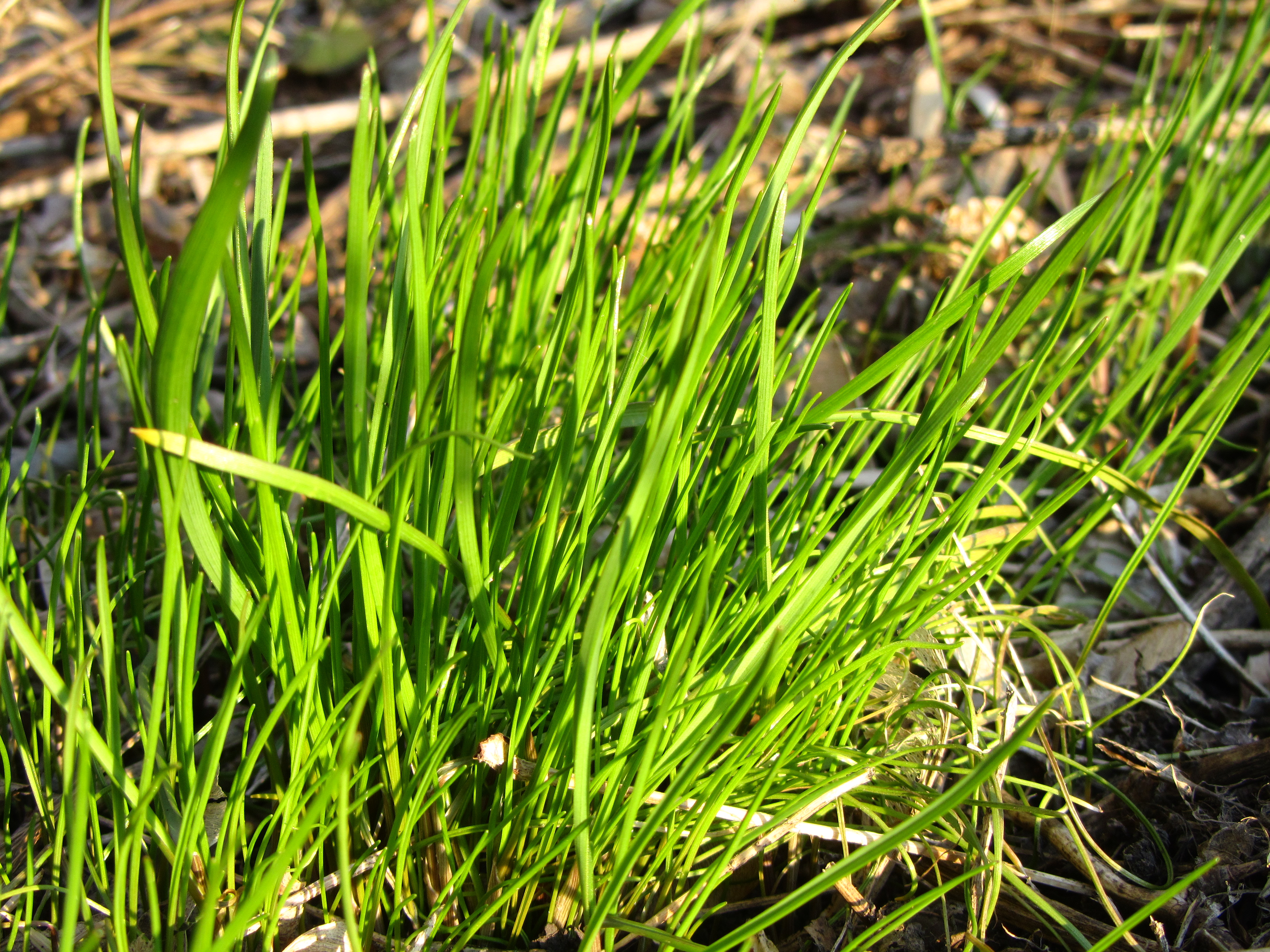 Mobile HD Wallpaper Grass 