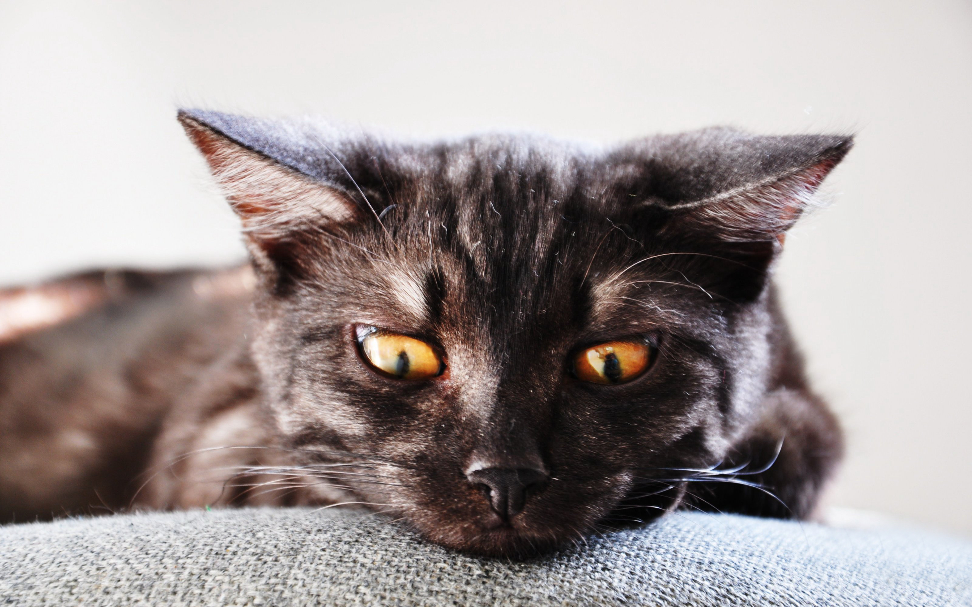 Baixe gratuitamente a imagem Animais, Gatos, Gato na área de trabalho do seu PC