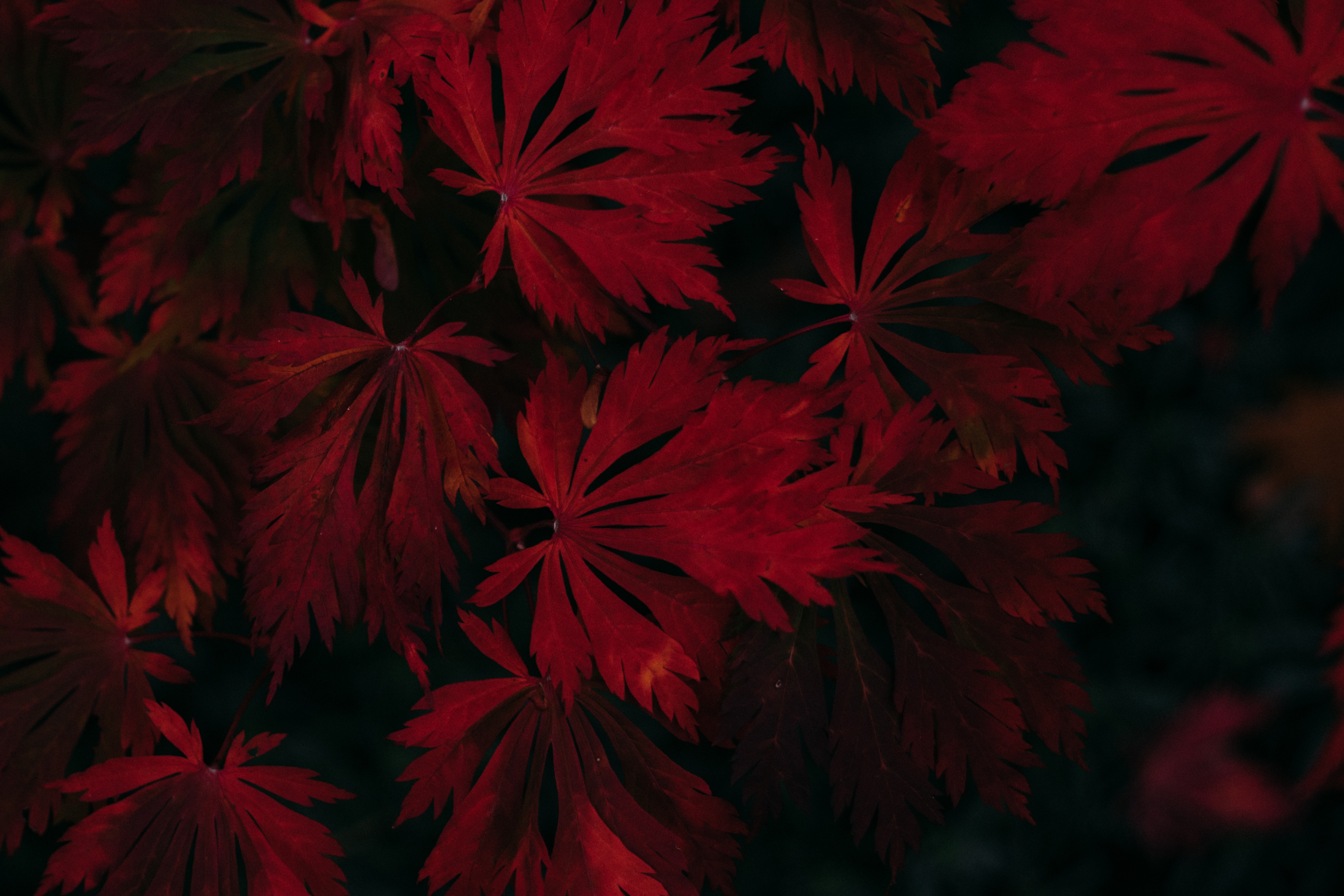 black, dark, leaves, red, plant Panoramic Wallpaper