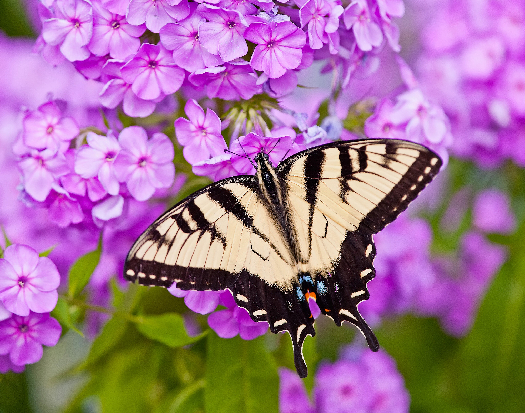 756357 скачать обои животные, бабочка, крупный план, цветок, флоксы, розовый цветок - заставки и картинки бесплатно