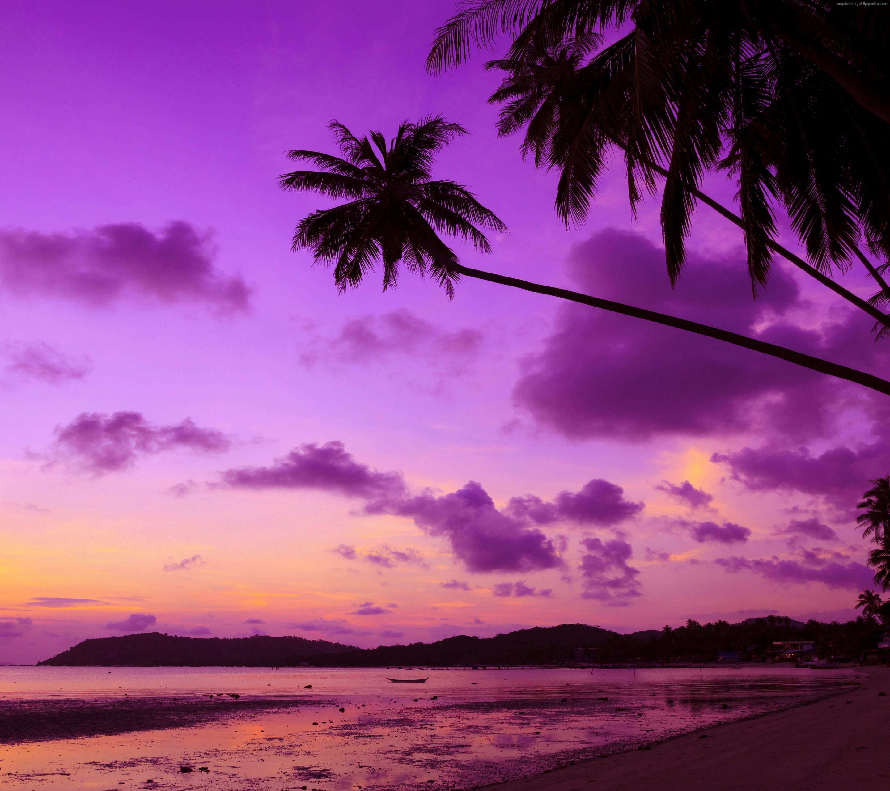 Laden Sie das Natur, Strand, Sand, Palme, Lila, Wolke, Fotografie, Himmel, Sonnenuntergang-Bild kostenlos auf Ihren PC-Desktop herunter