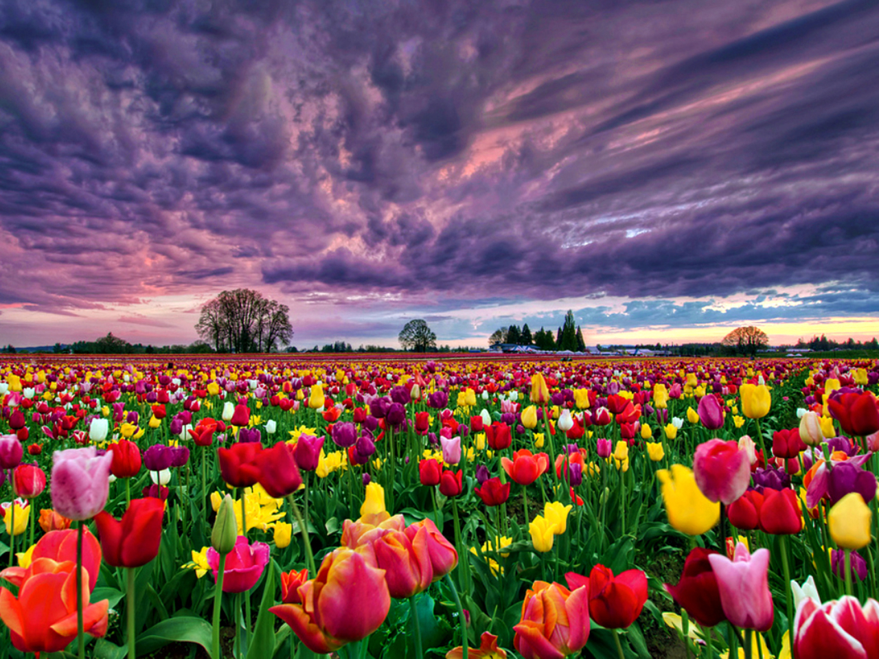 Descarga gratis la imagen Flor, Tulipán, Tierra/naturaleza en el escritorio de tu PC
