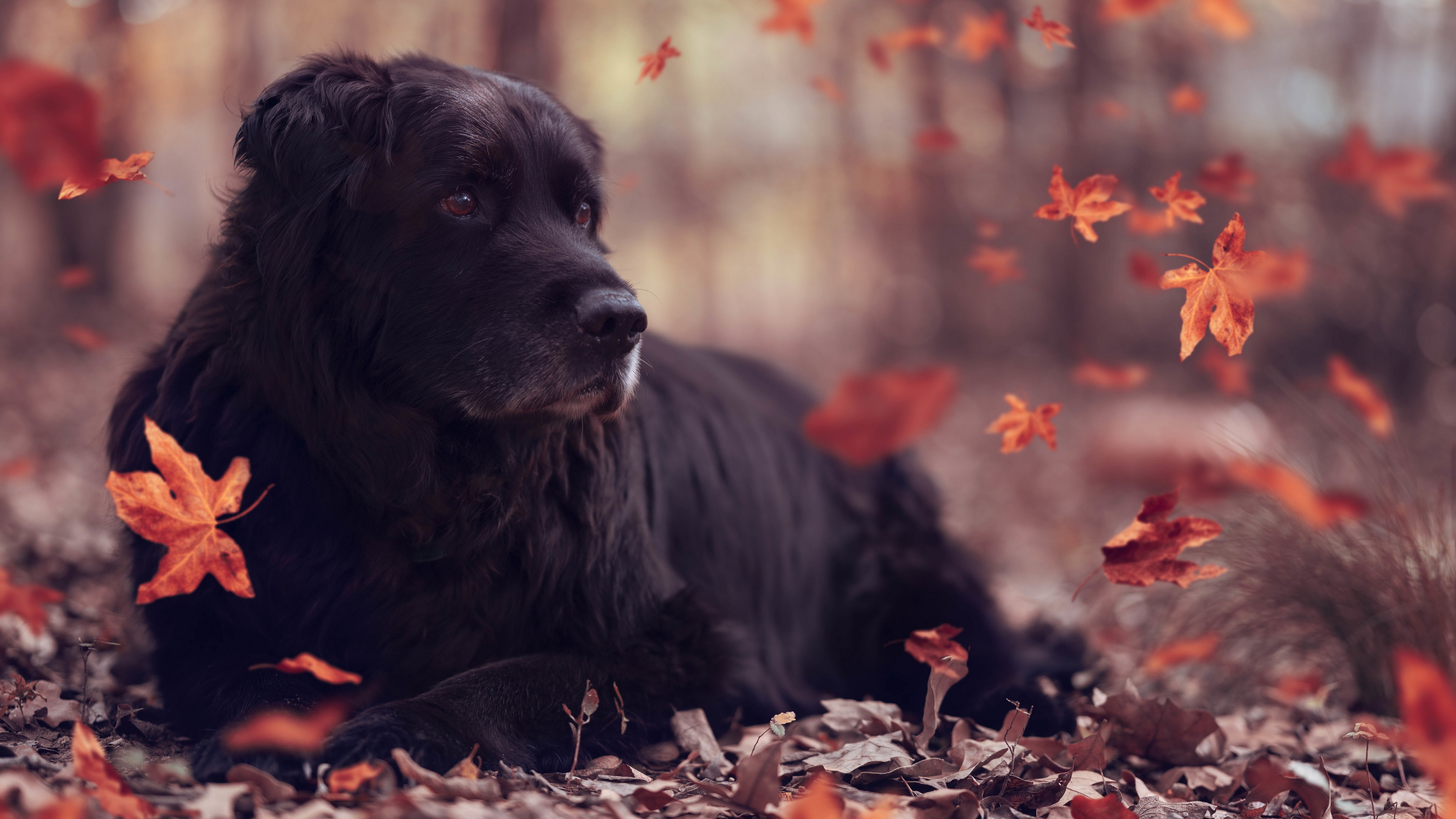 Handy-Wallpaper Tiere, Hunde, Herbst, Hund kostenlos herunterladen.