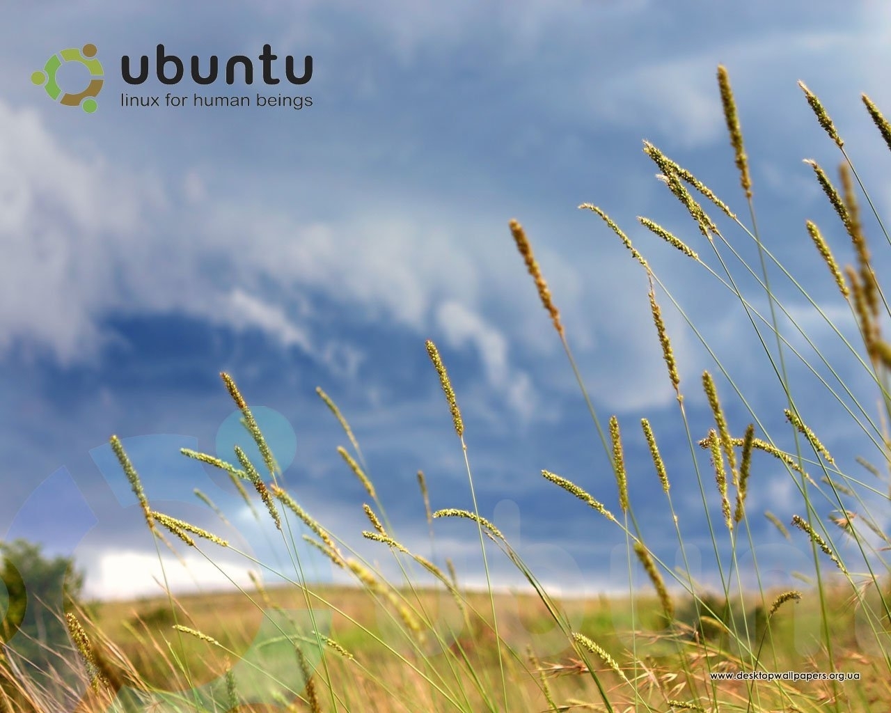 Download mobile wallpaper Sky, Plants, Grass, Landscape for free.