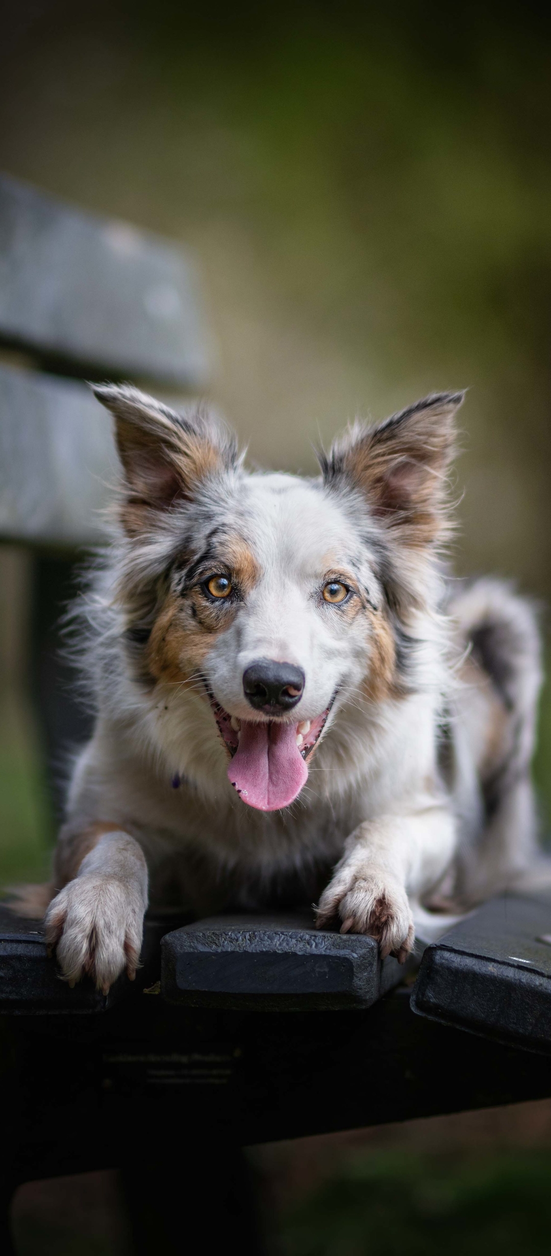 Téléchargez des papiers peints mobile Animaux, Chiens, Chien gratuitement.