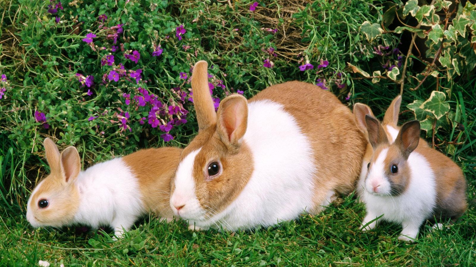 animal, rabbit, bunny