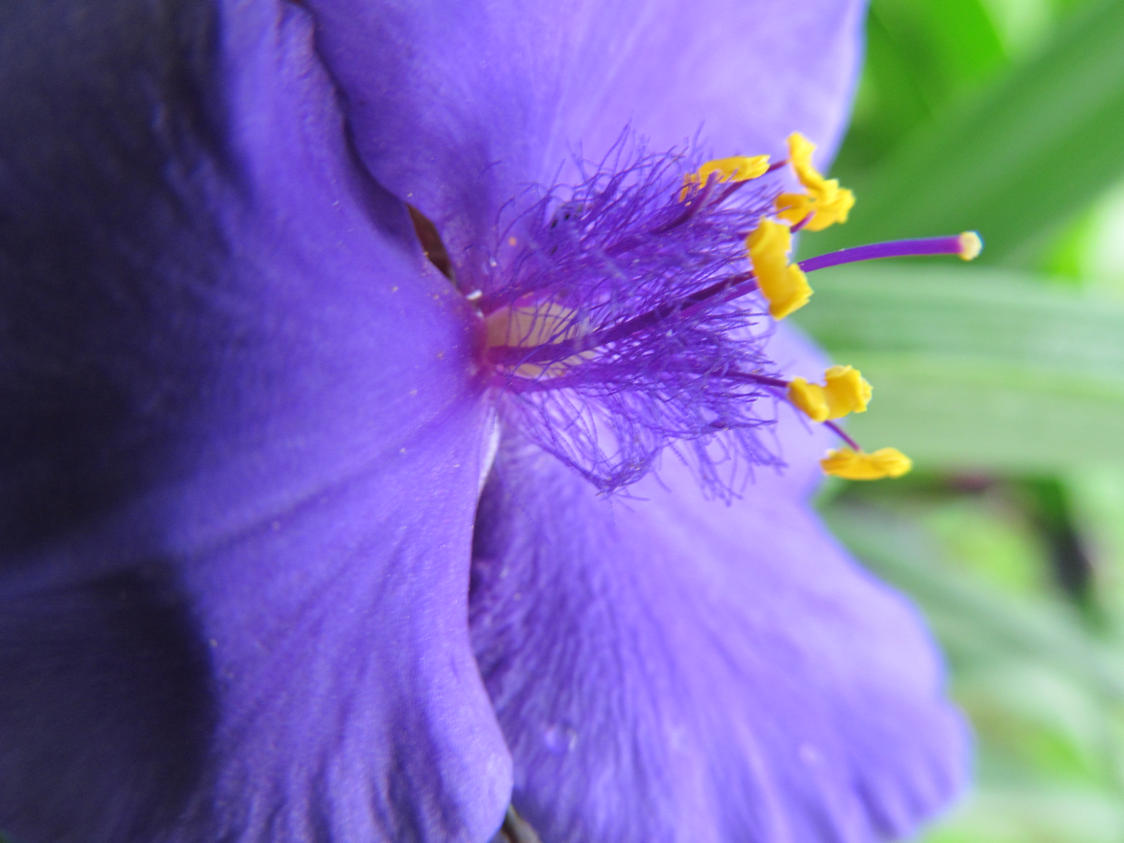 Descarga gratuita de fondo de pantalla para móvil de Flores, Flor, Tierra/naturaleza.