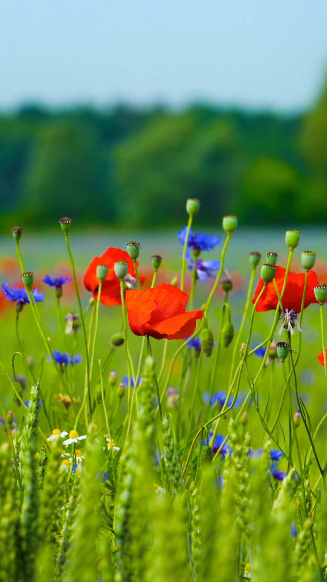 Descarga gratuita de fondo de pantalla para móvil de Naturaleza, Flores, Verano, Flor, Campo, Amapola, Flor Roja, Tierra/naturaleza, Profundidad De Campo, El Verano.