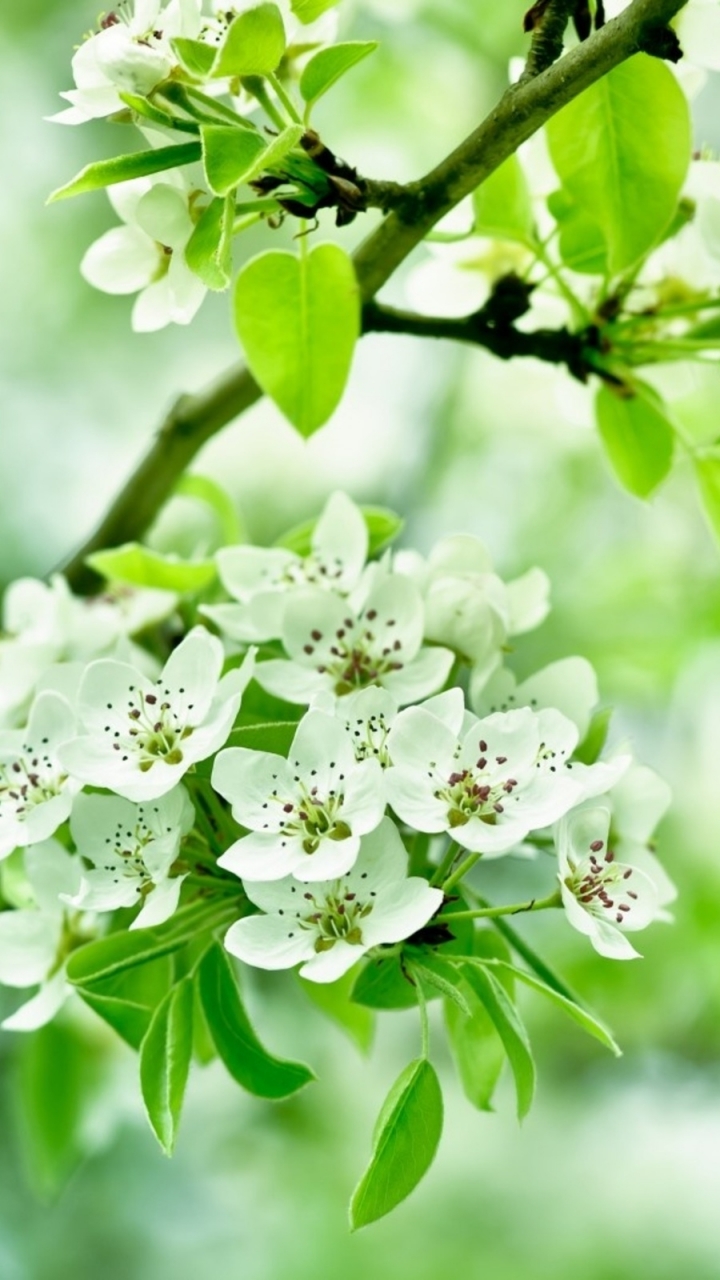 Descarga gratuita de fondo de pantalla para móvil de Flores, Florecer, Tierra/naturaleza.