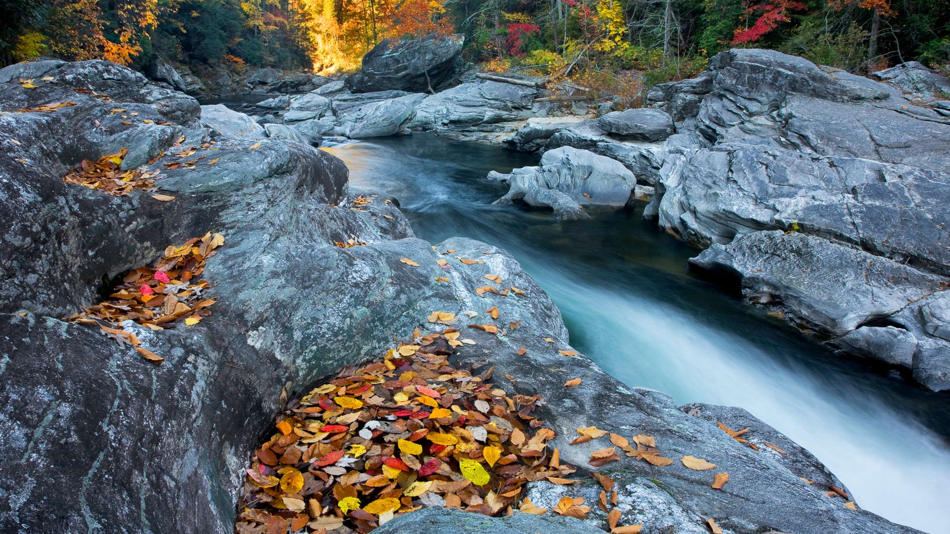 Téléchargez gratuitement l'image Automne, Forêt, Flux, Terre/nature sur le bureau de votre PC