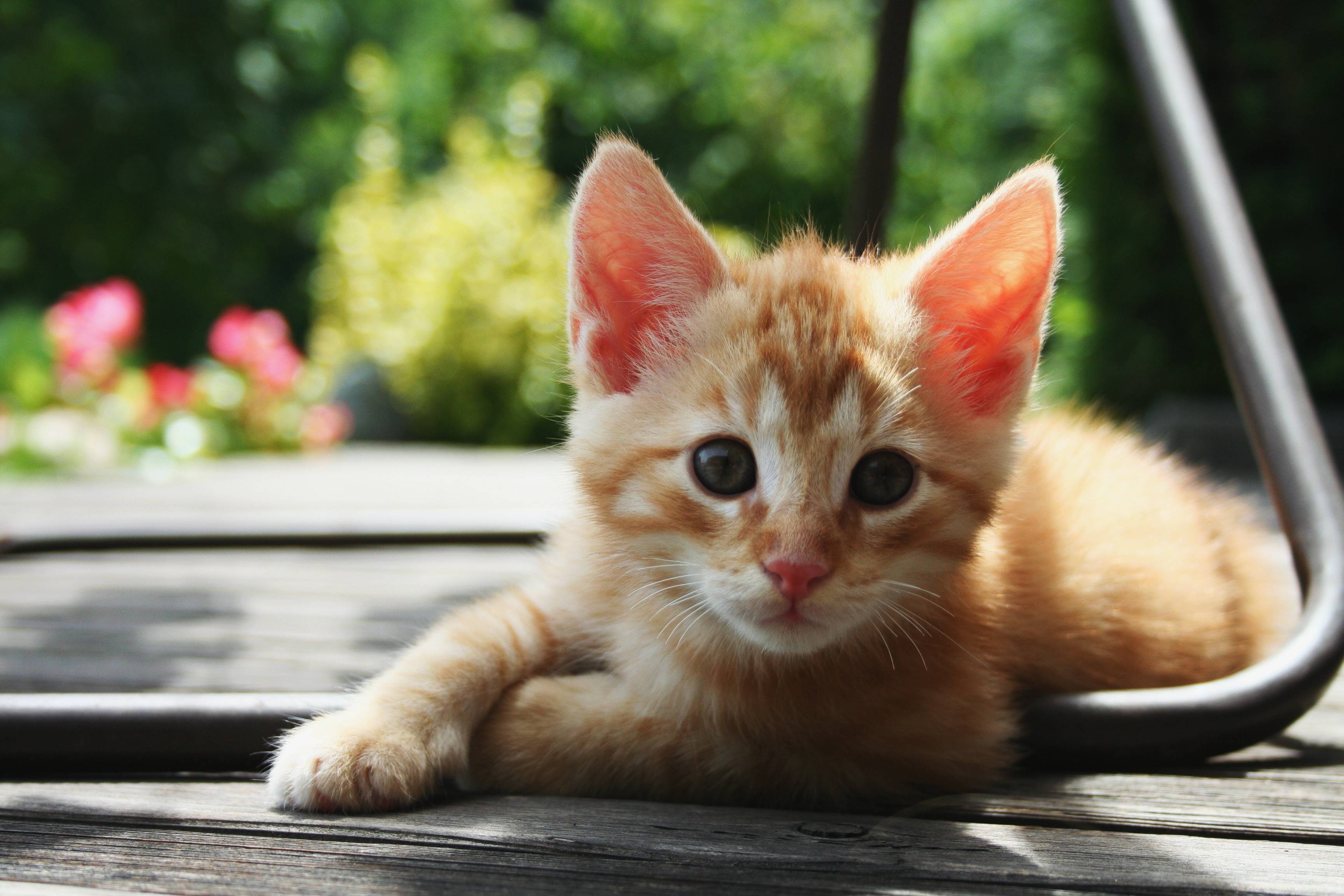 244848 Protetores de tela e papéis de parede Gatos em seu telefone. Baixe  fotos gratuitamente