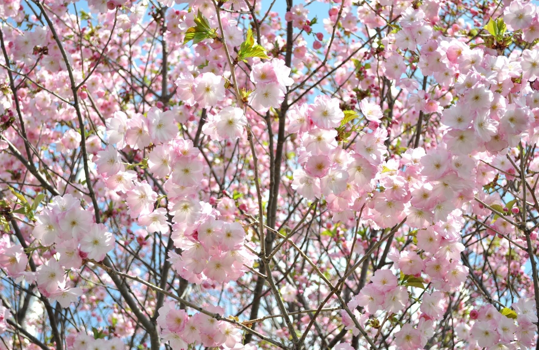 109779 télécharger l'image fleurs, sky, sakura, branches, floraison, légumes verts, verdure, printemps, source - fonds d'écran et économiseurs d'écran gratuits