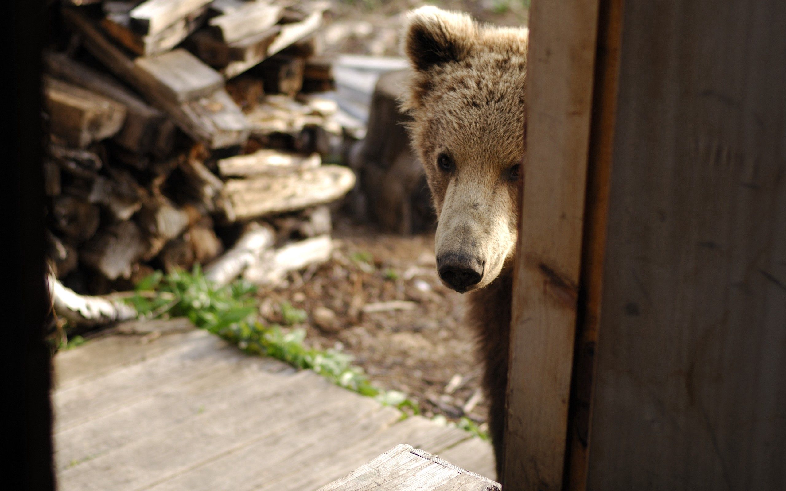 animals, muzzle, bear, firewood, door, curiosity, peek out, look out