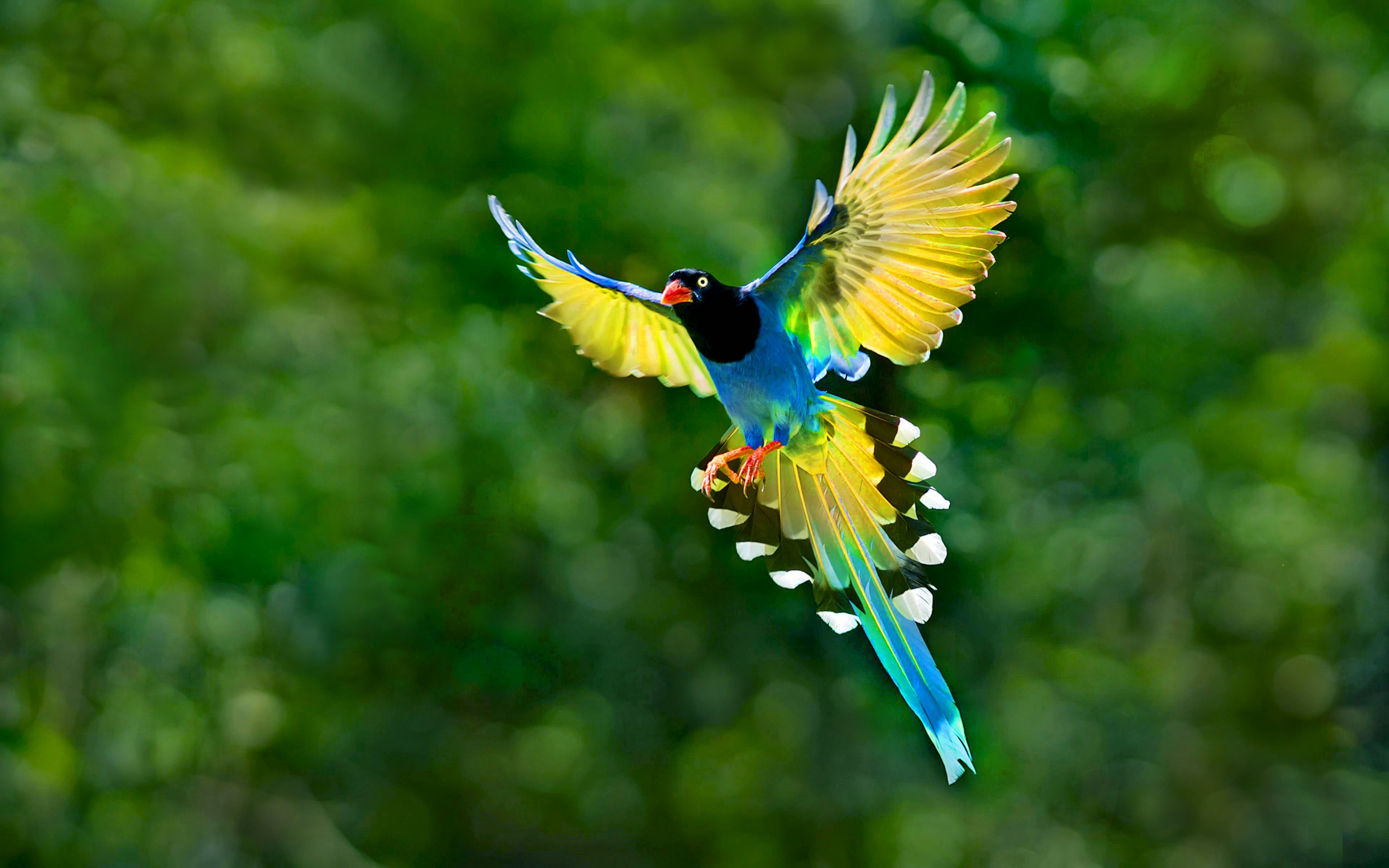 1486632 завантажити картинку птах, боке, тварина, тайванська блакитна сорока - шпалери і заставки безкоштовно