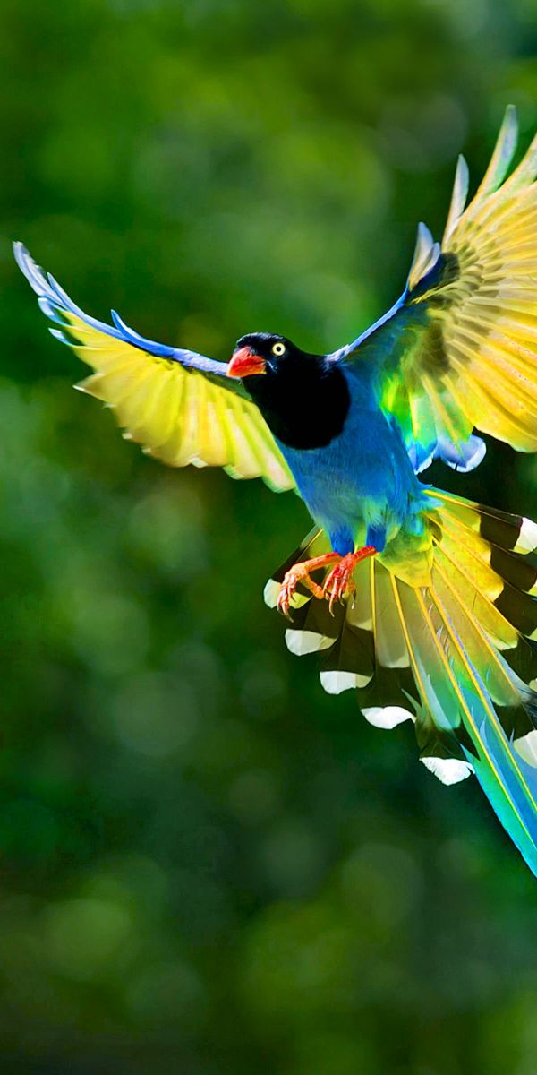 Free Taiwan Blue Magpie 4K Wallpapers & Desktop HD Backgrounds for PC