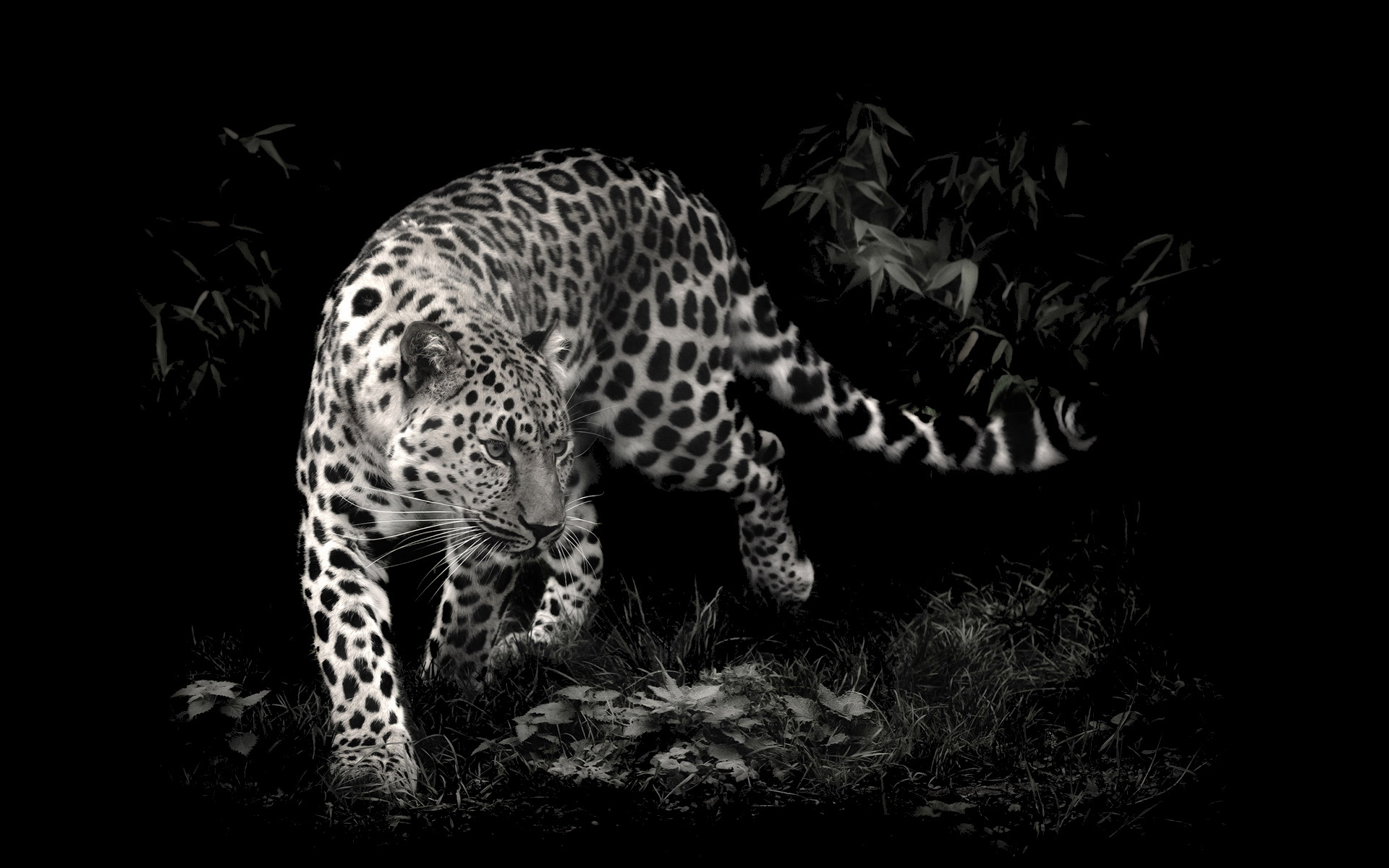 Descarga gratis la imagen Leopardo, Gatos, Animales en el escritorio de tu PC