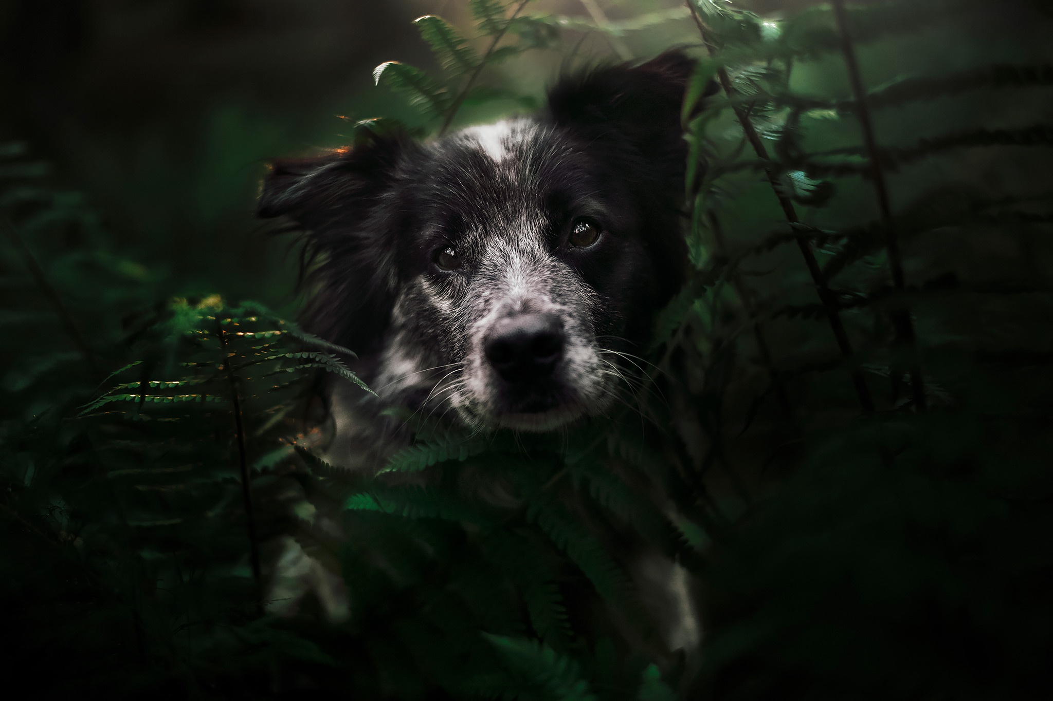 Téléchargez des papiers peints mobile Animaux, Chiens, Border Collie gratuitement.