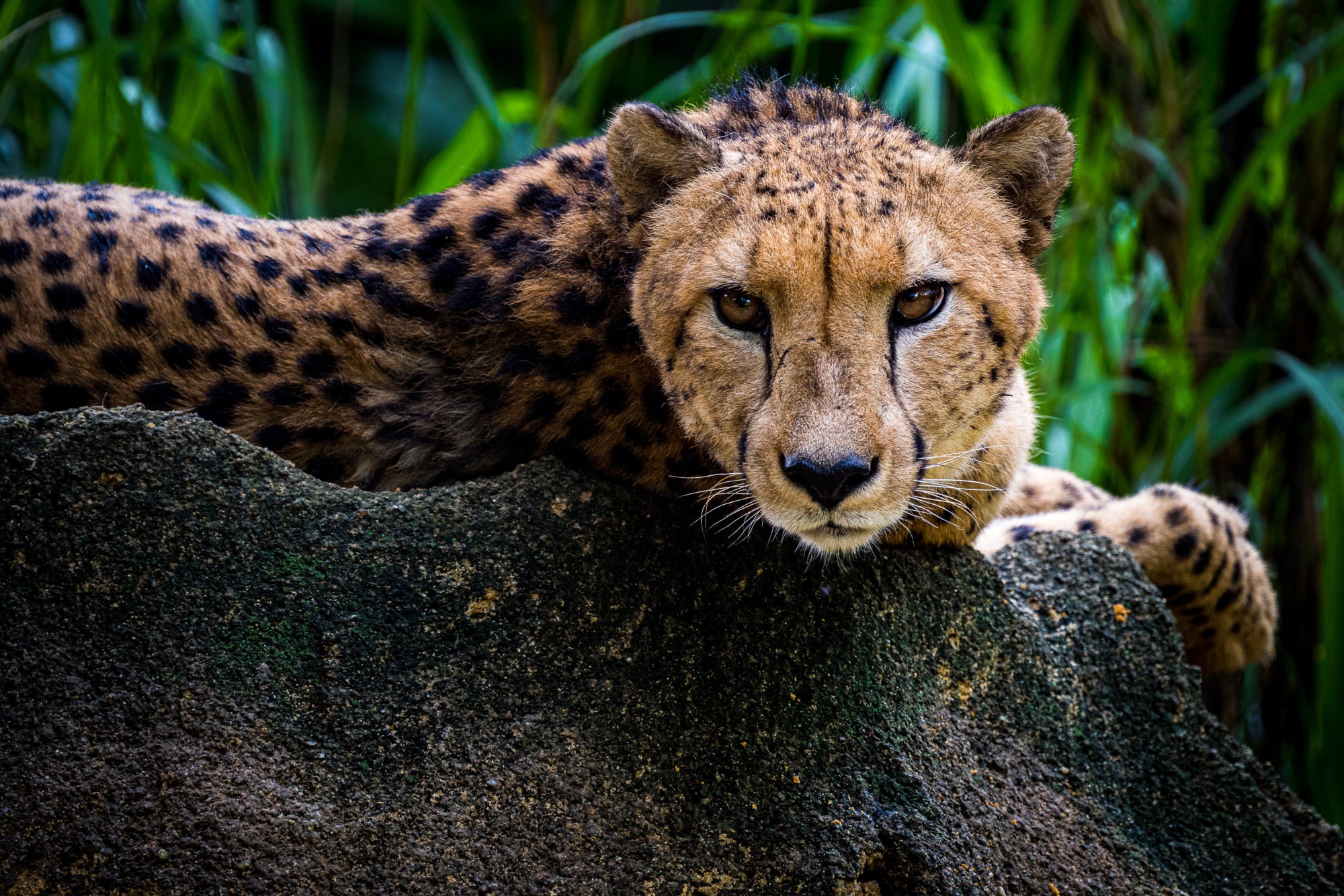 Téléchargez des papiers peints mobile Animaux, Chats, Guépard gratuitement.