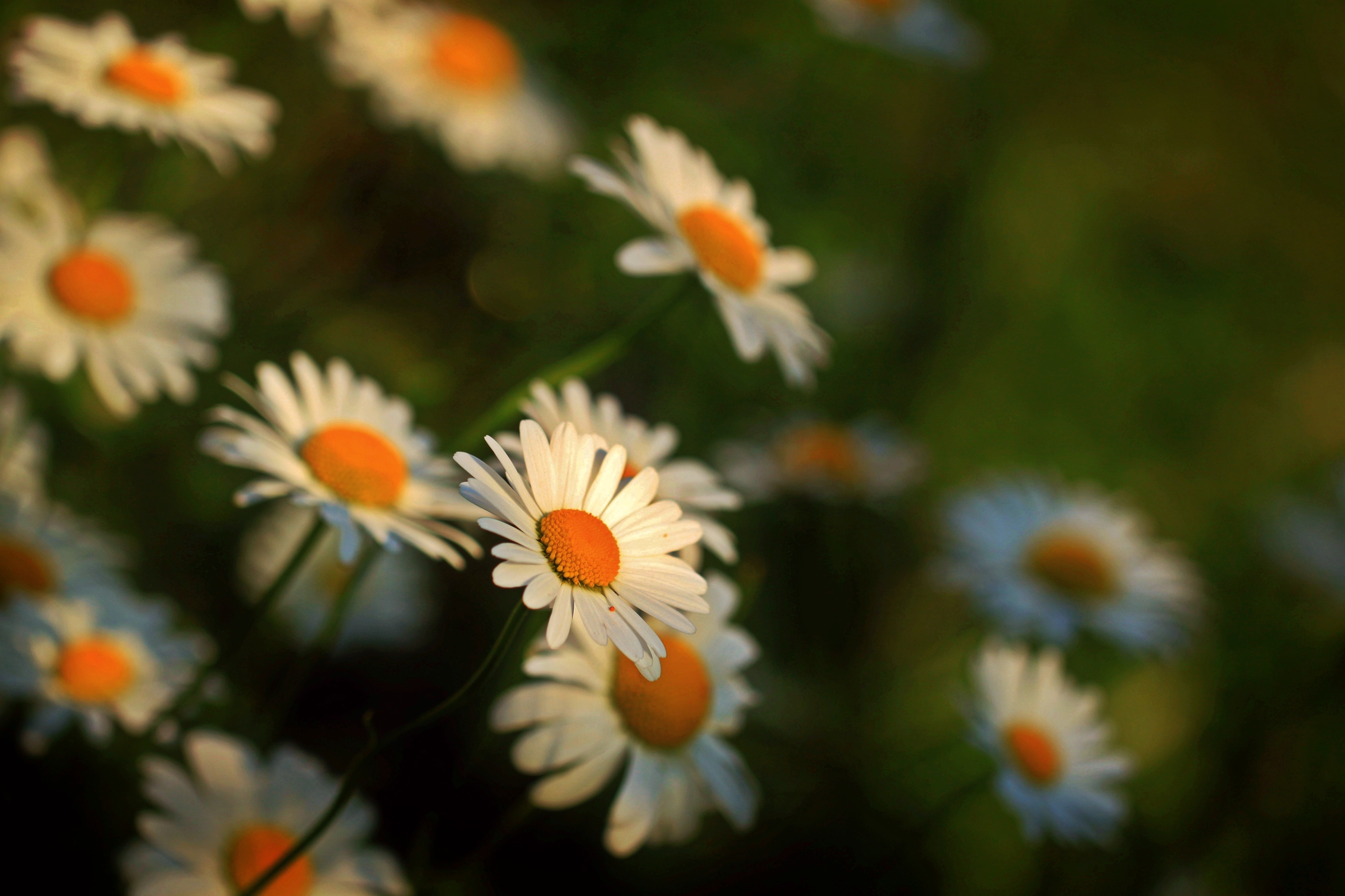 flowers, camomile, blur, smooth, chamomile, stems
