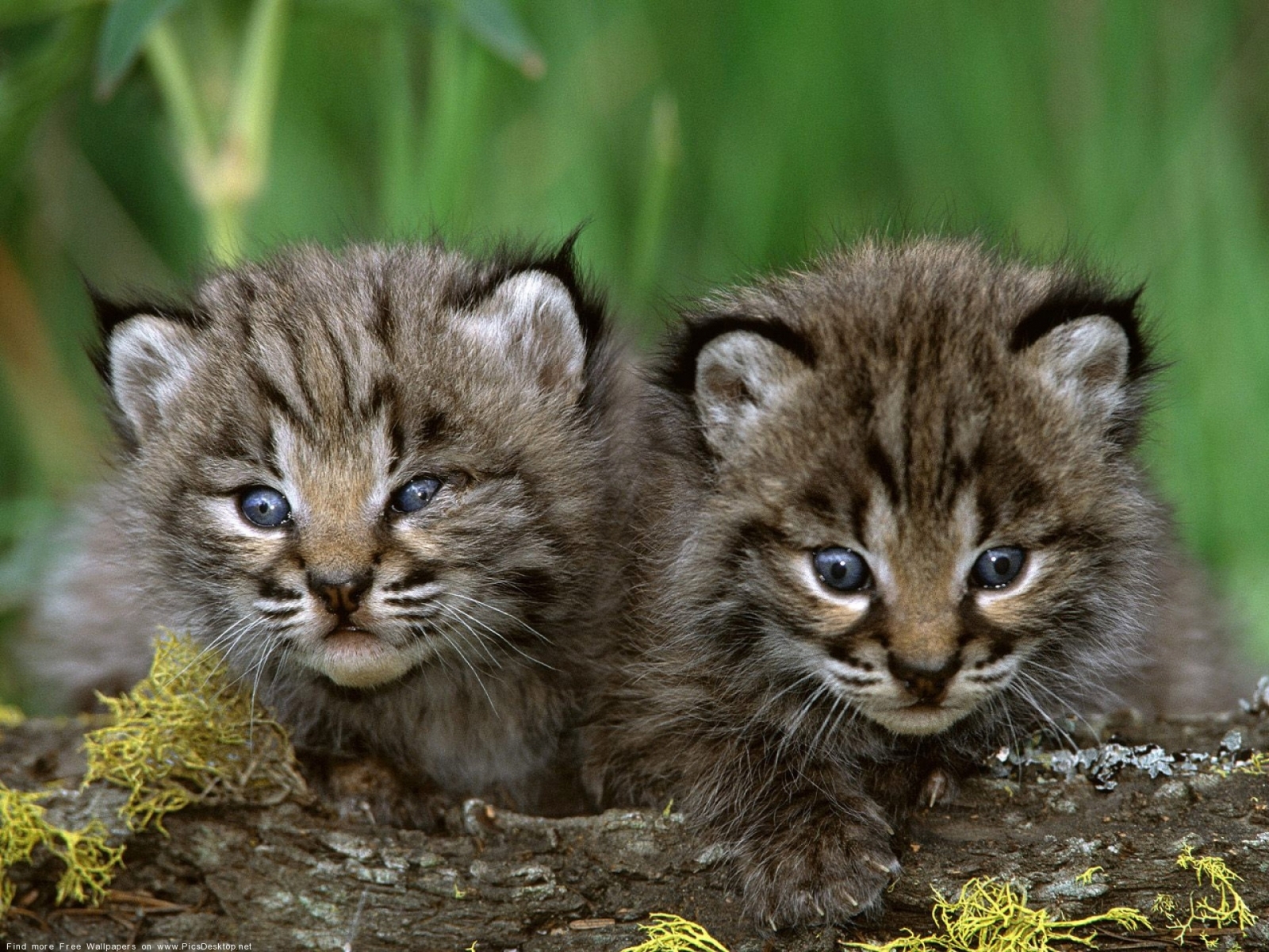 Descarga gratis la imagen Animales, Tigres, Gatos en el escritorio de tu PC