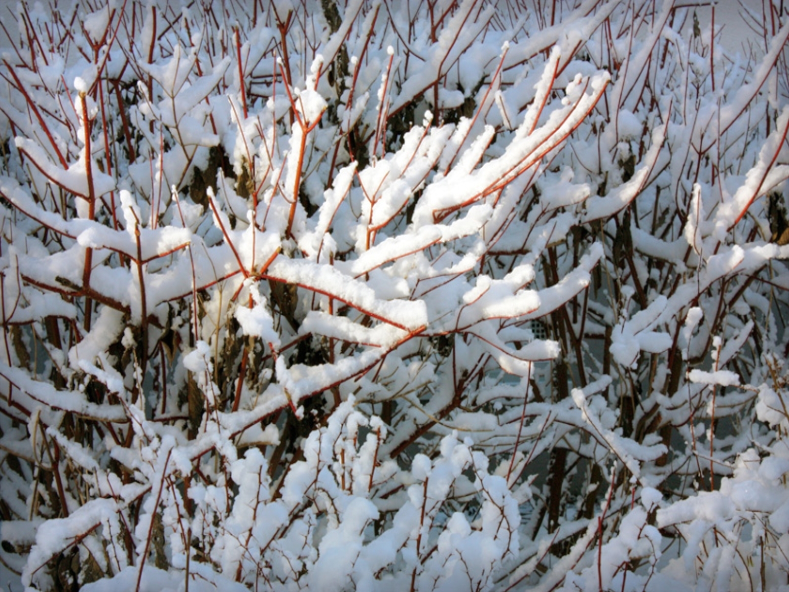 Скачать обои бесплатно Снег, Деревья, Фон, Зима картинка на рабочий стол ПК