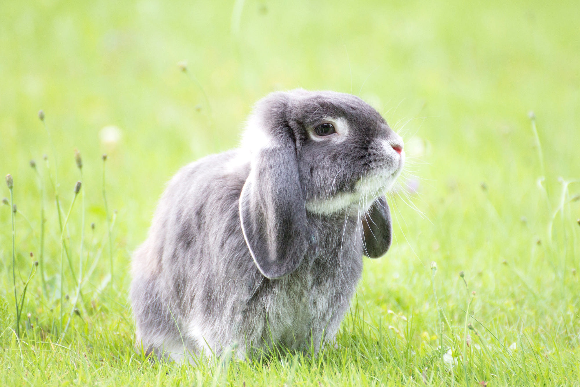 Téléchargez des papiers peints mobile Animaux, Lapin gratuitement.