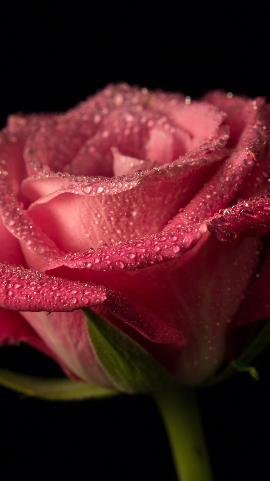 無料モバイル壁紙自然, フラワーズ, 花, 薔薇, 地球, 水滴, ピンクの花をダウンロードします。